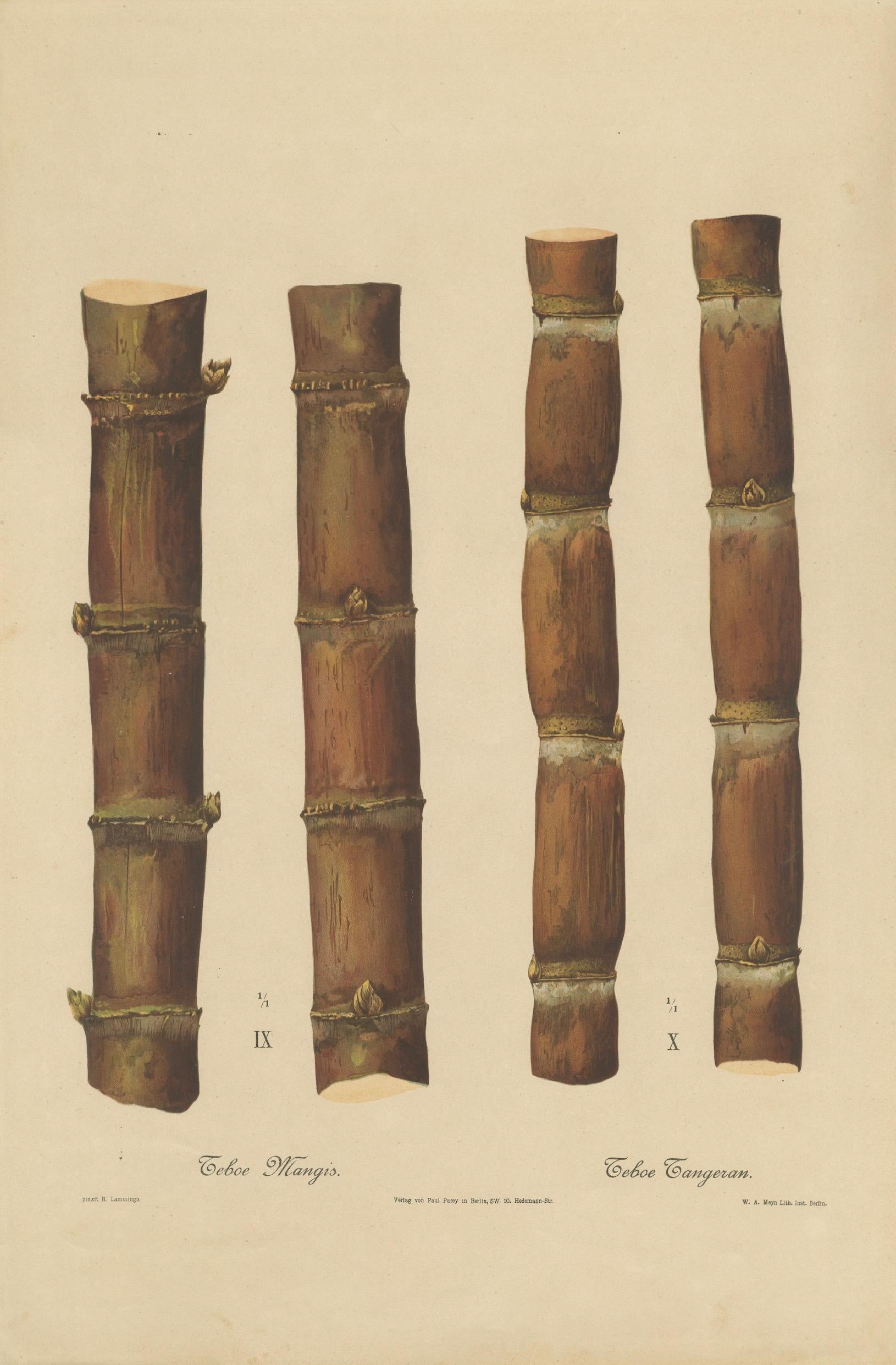 Antique Sugarcane Chromolithograph, Teboe Mangis and Teboe Tangeran, 1892
