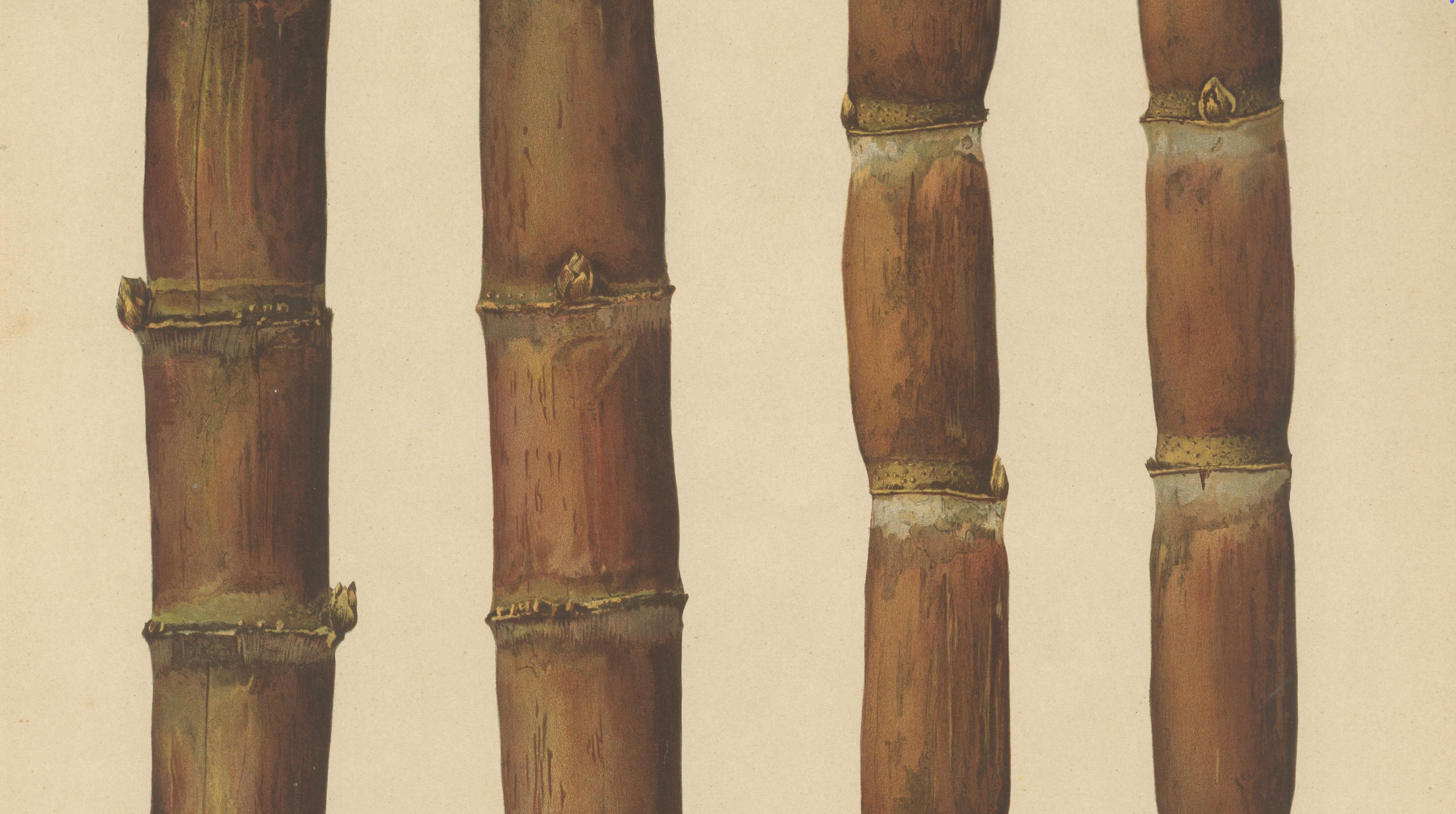 Antique Sugarcane Chromolithograph, Teboe Mangis and Teboe Tangeran, 1892