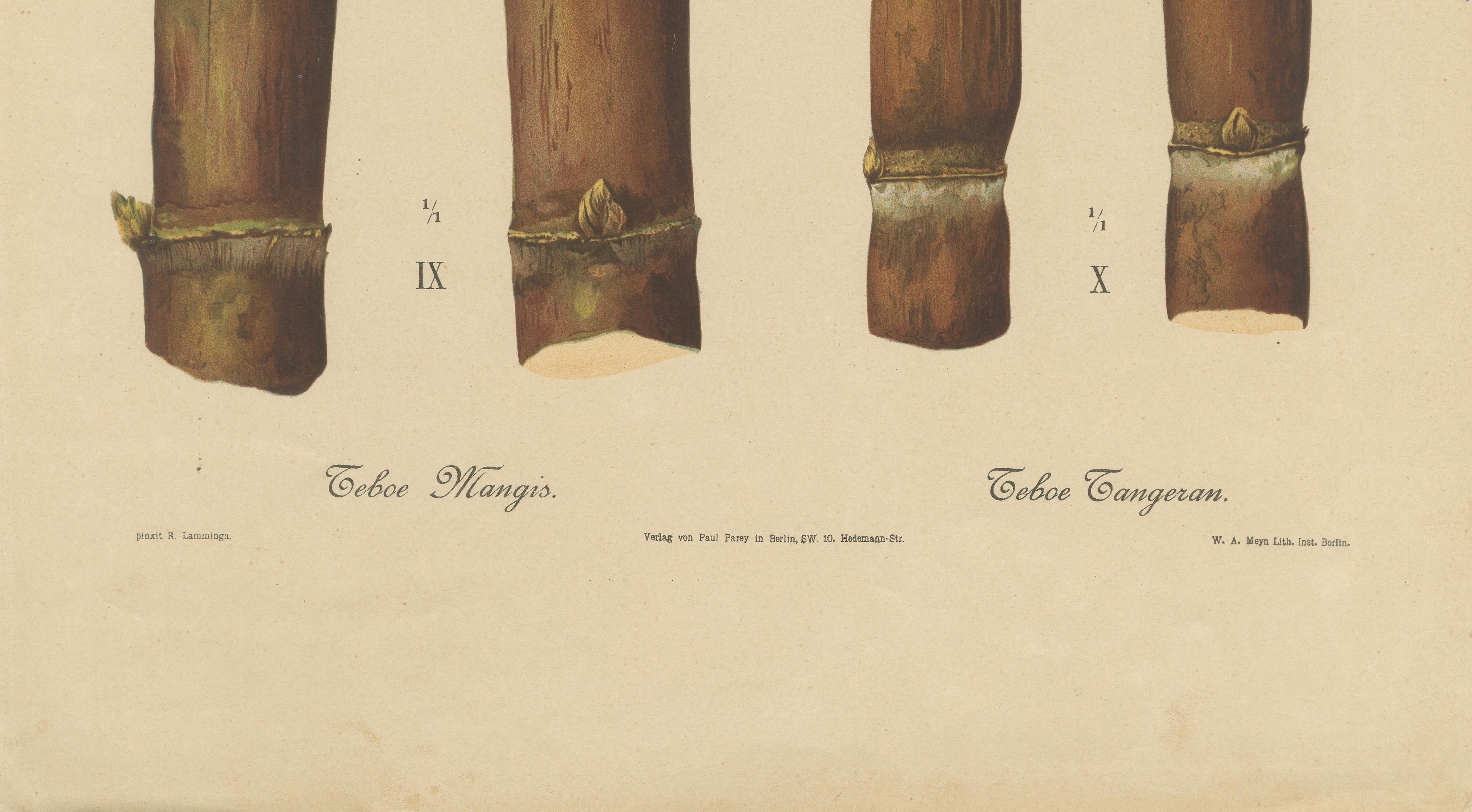 Antique Sugarcane Chromolithograph, Teboe Mangis and Teboe Tangeran, 1892