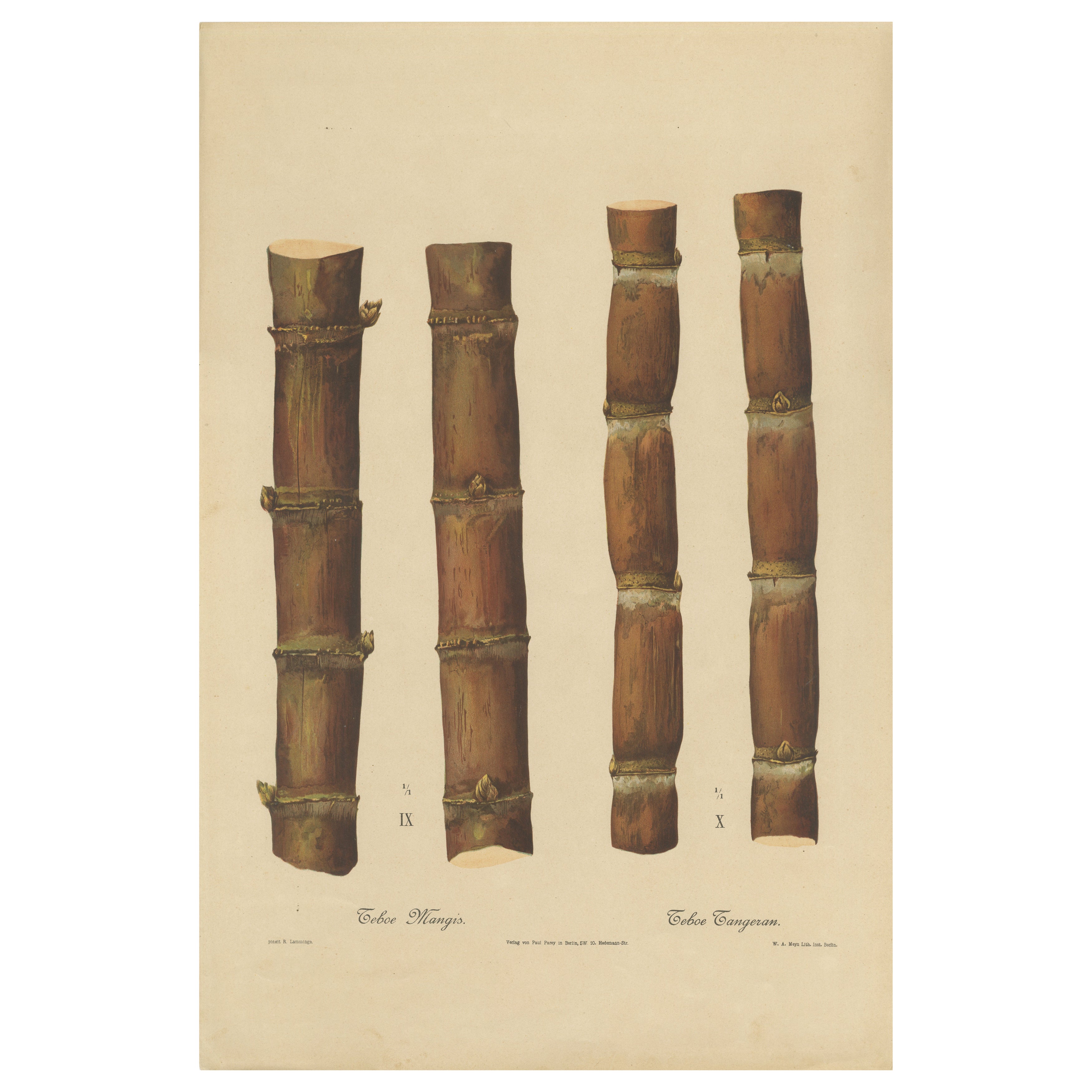 Antique Sugarcane Chromolithograph, Teboe Mangis and Teboe Tangeran, 1892