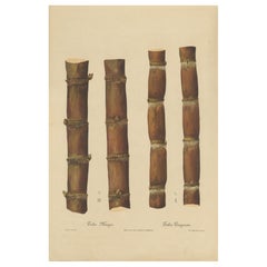 Antique Sugarcane Chromolithograph, Teboe Mangis and Teboe Tangeran, 1892