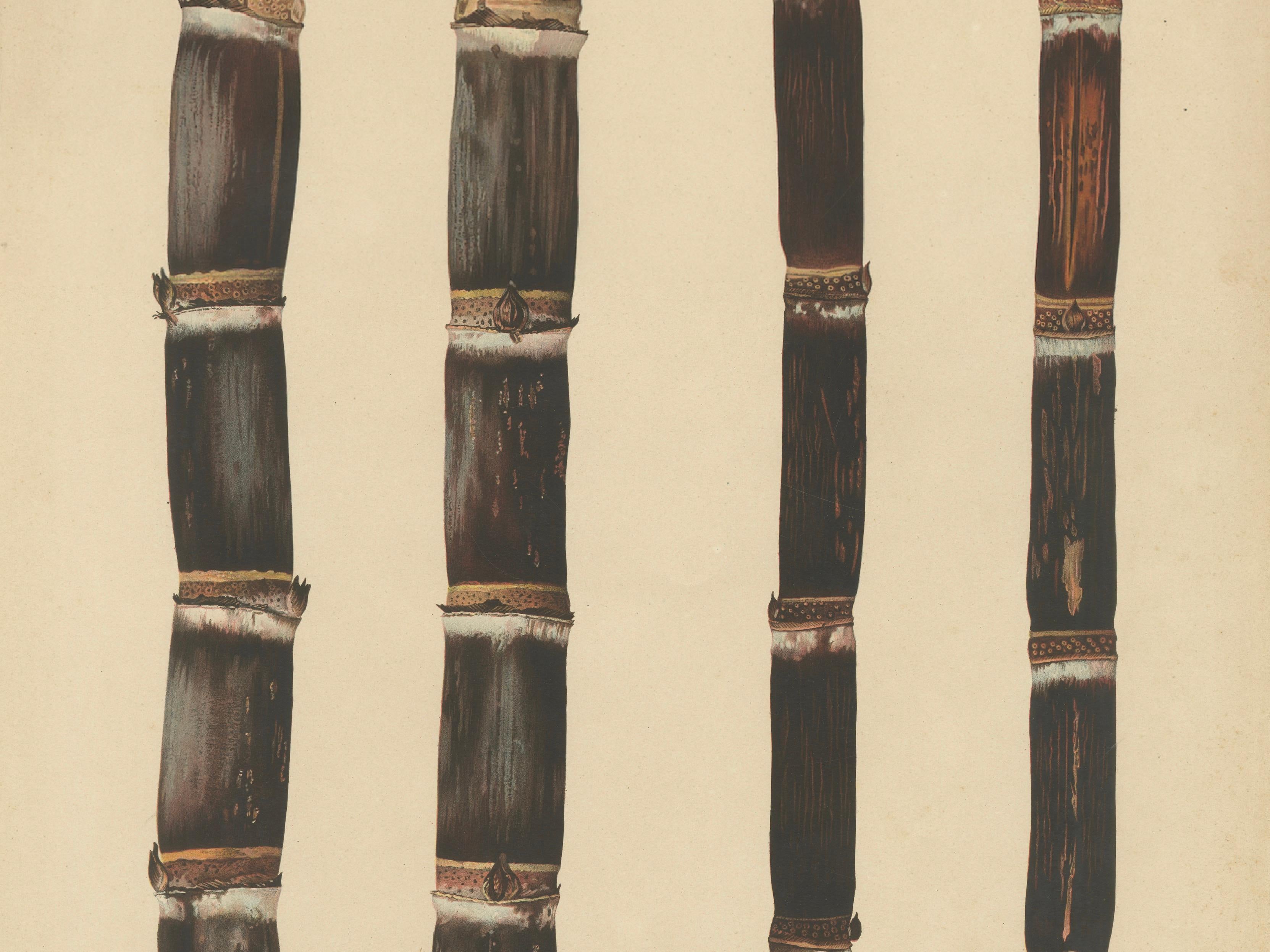 Antique Sugarcane Chromolithograph, Teboe Monjet and Teboe Rapooh Kiang, 1892