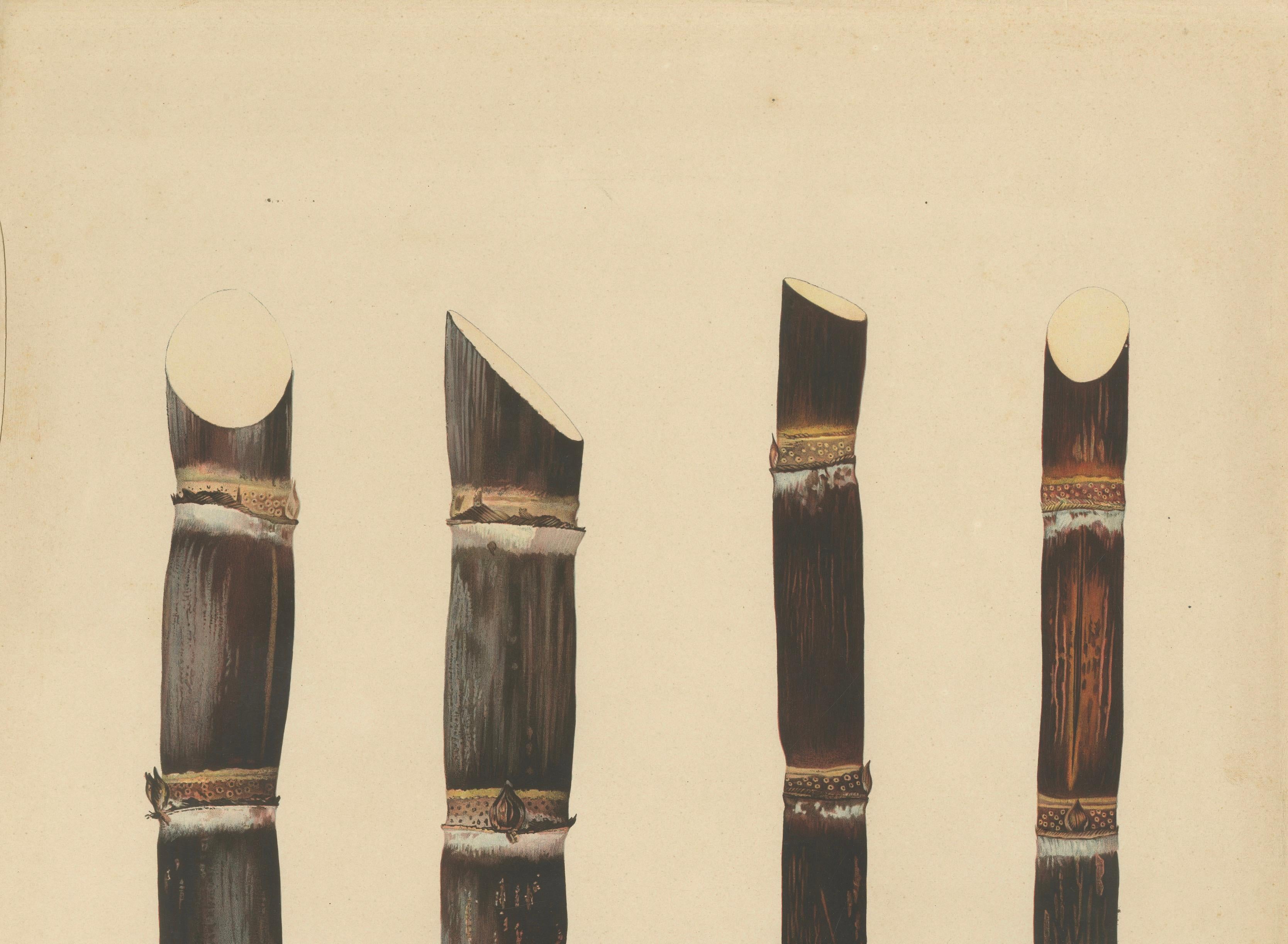 Antique Sugarcane Chromolithograph, Teboe Monjet and Teboe Rapooh Kiang, 1892