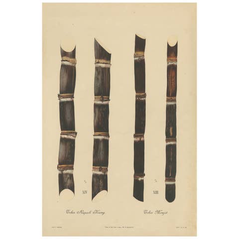 Antique Sugarcane Chromolithograph, Teboe Monjet and Teboe Rapooh Kiang, 1892