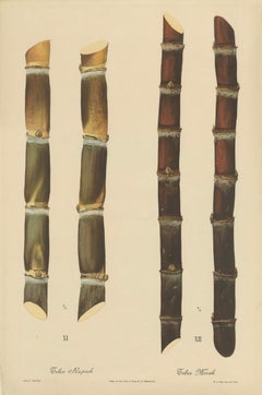 Antique Sugarcane Chromolithograph, Teboe Rapooh and Teboe Merah, 1892