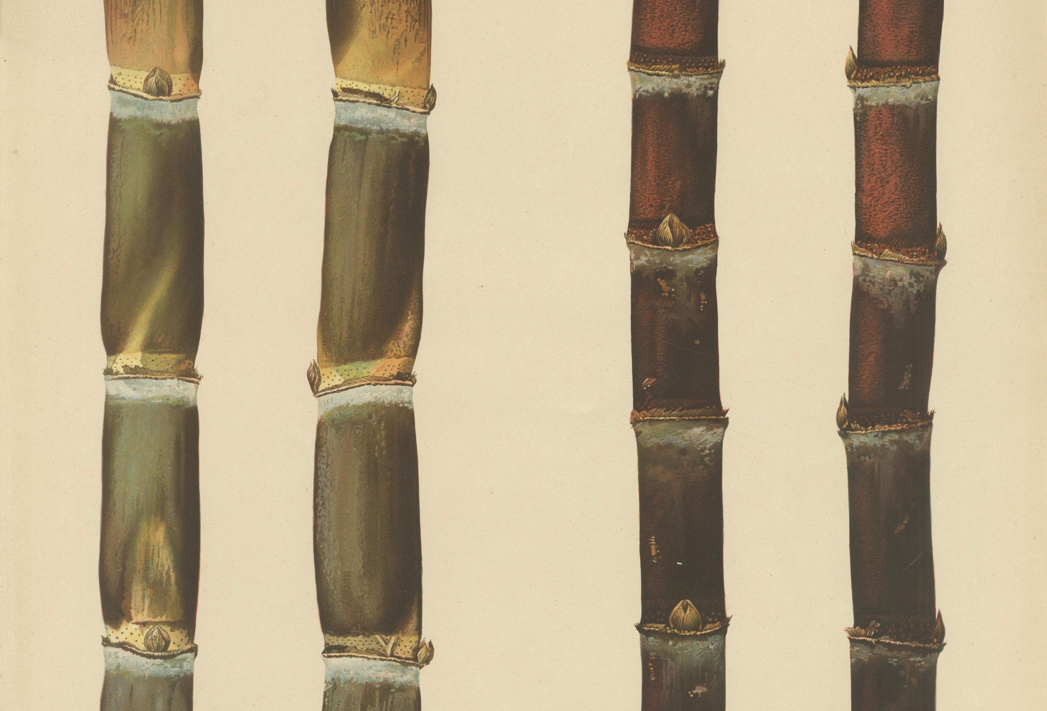 Antique Sugarcane Chromolithograph, Teboe Rapooh and Teboe Merah, 1892