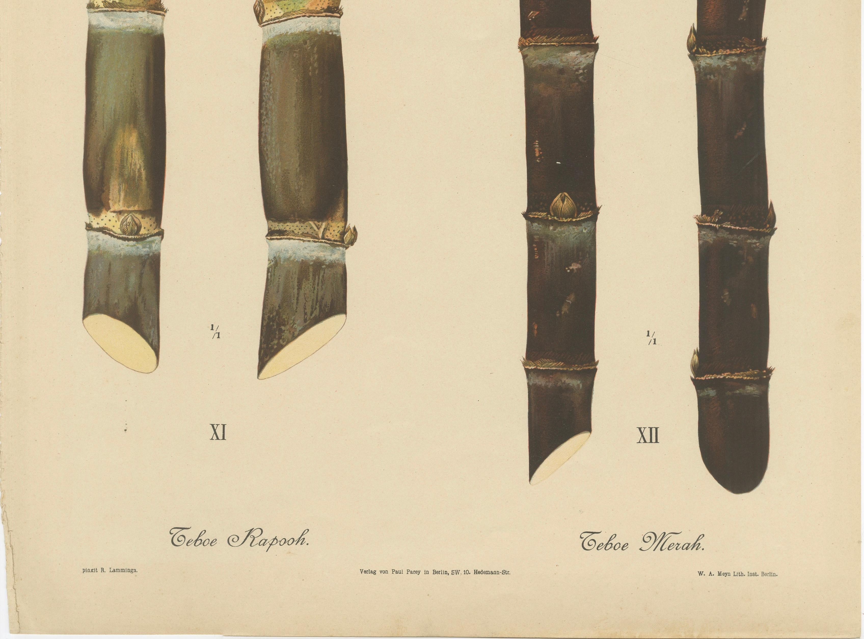 Antique Sugarcane Chromolithograph, Teboe Rapooh and Teboe Merah, 1892