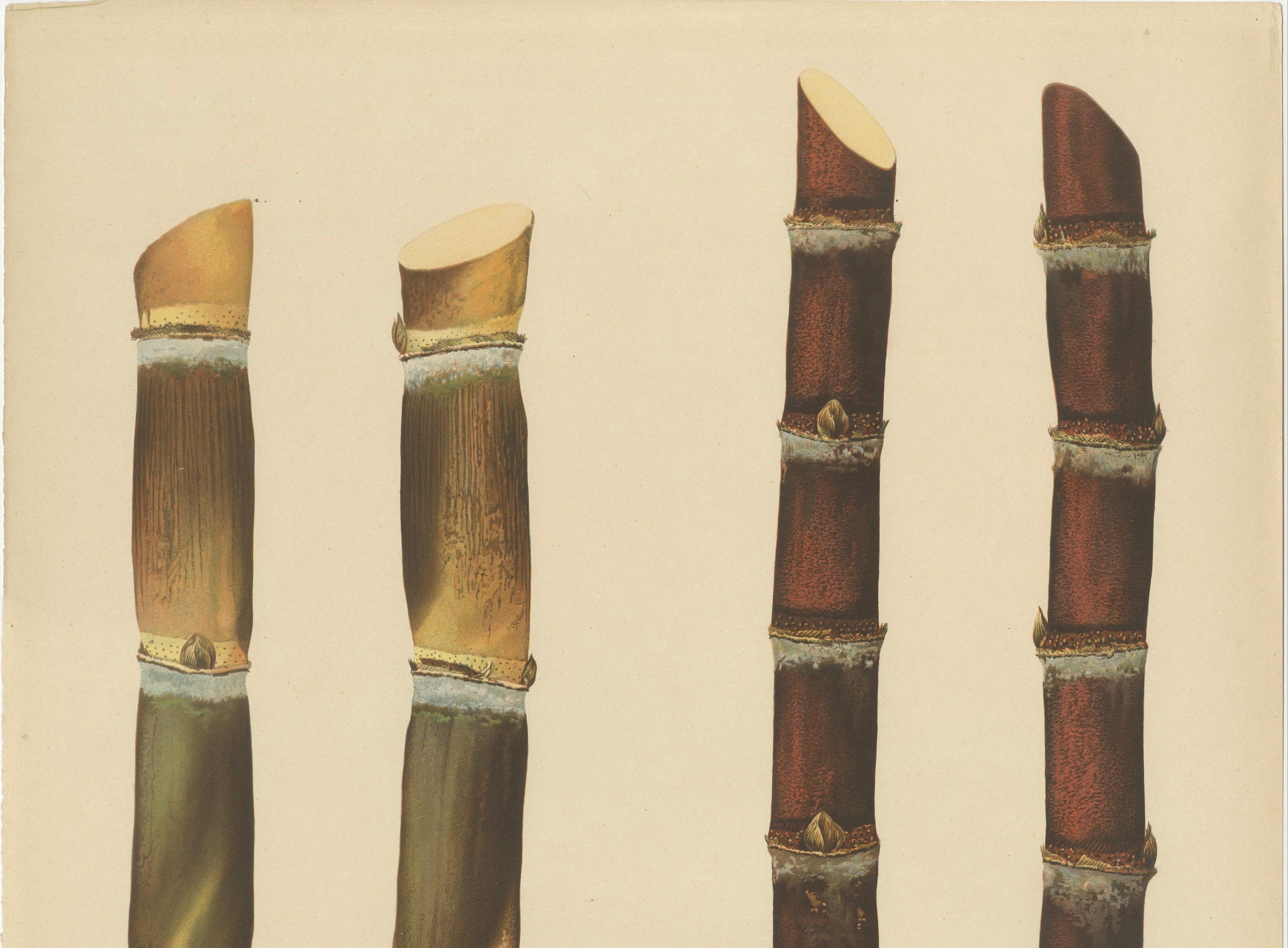 Antique Sugarcane Chromolithograph, Teboe Rapooh and Teboe Merah, 1892