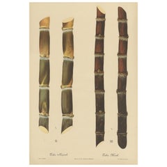 Antique Sugarcane Chromolithograph, Teboe Rapooh and Teboe Merah, 1892