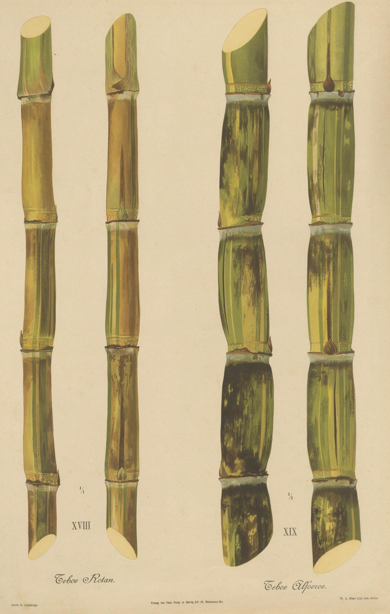 Antique Sugarcane Chromolithograph, Teboe Rotan and Teboe Alfoere, 1892