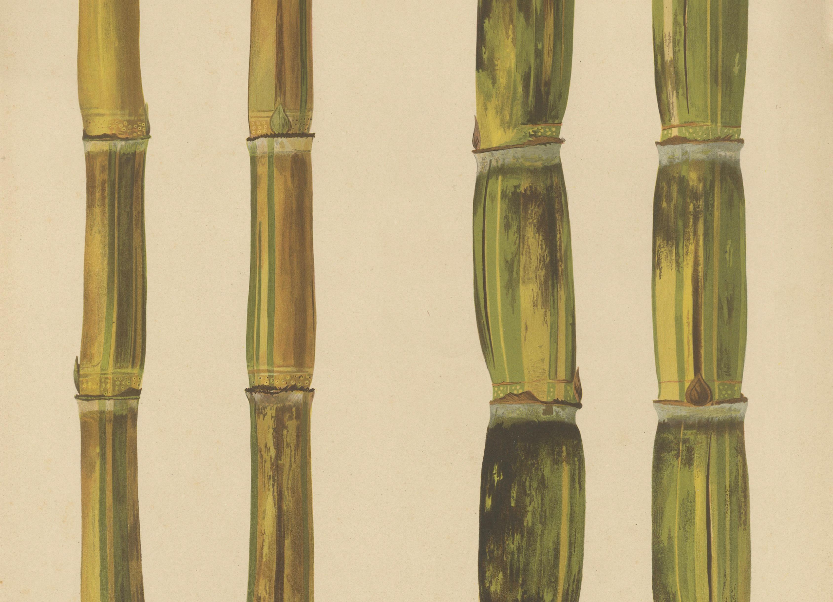Antique Sugarcane Chromolithograph, Teboe Rotan and Teboe Alfoere, 1892