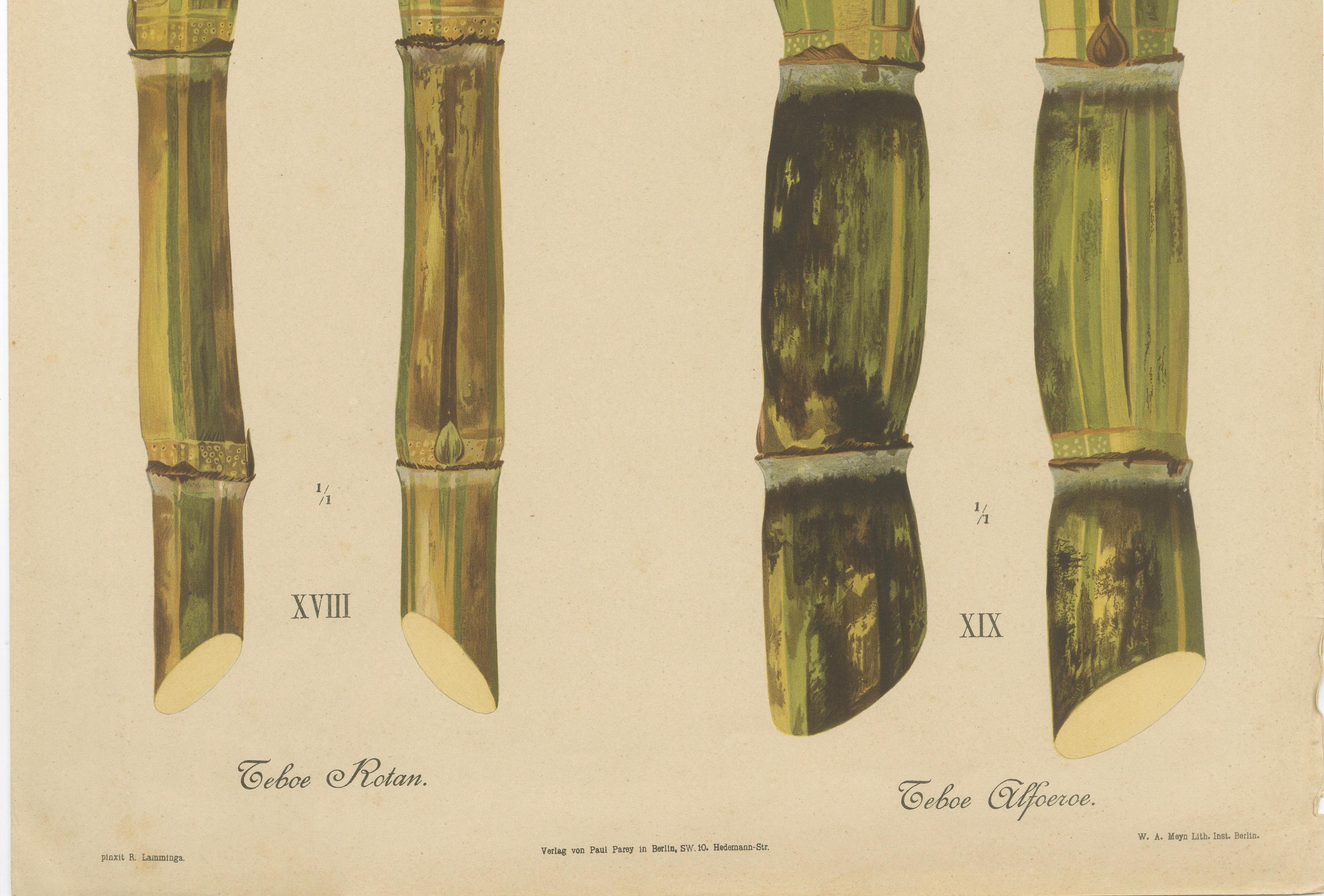 Antique Sugarcane Chromolithograph, Teboe Rotan and Teboe Alfoere, 1892