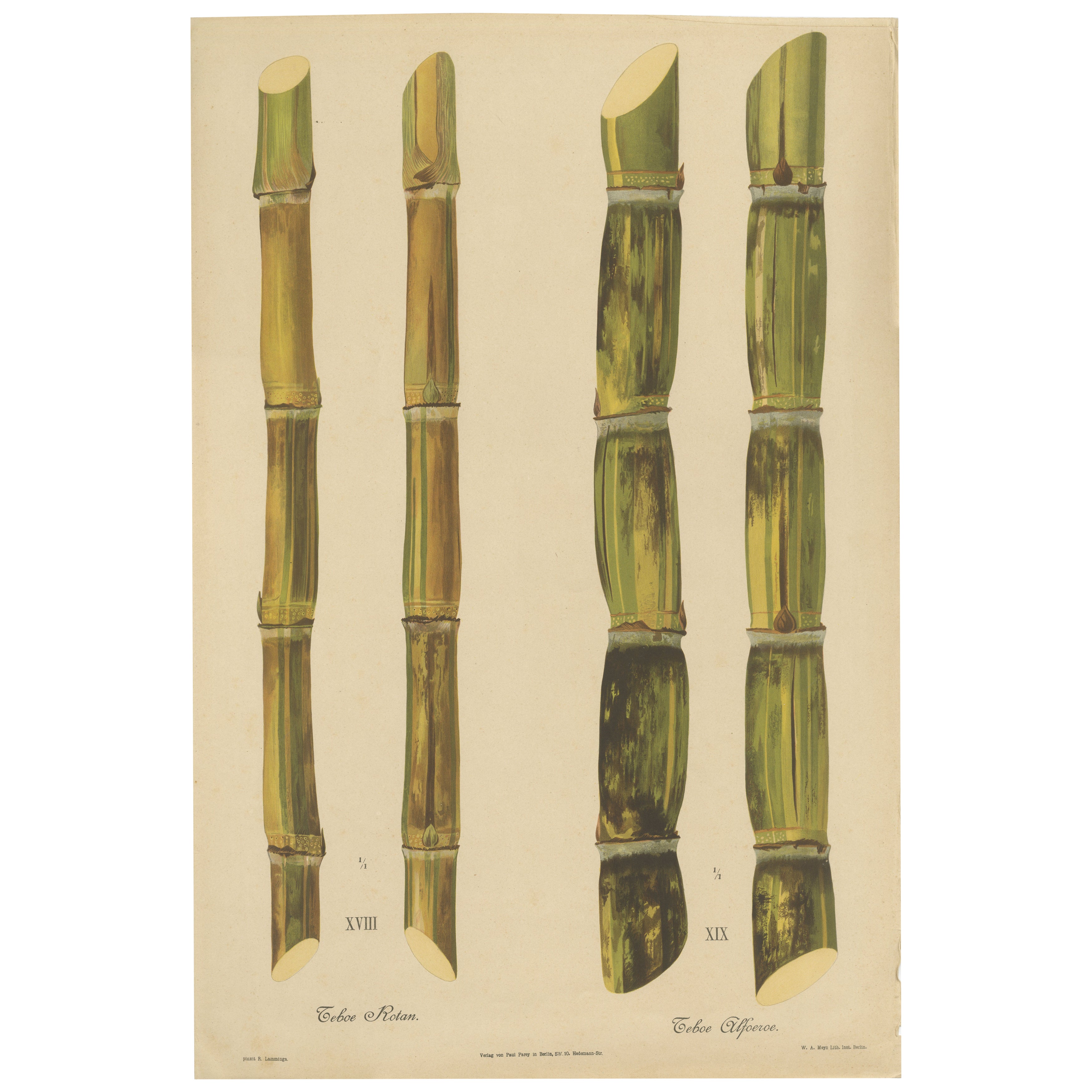 Antique Sugarcane Chromolithograph, Teboe Rotan and Teboe Alfoere, 1892