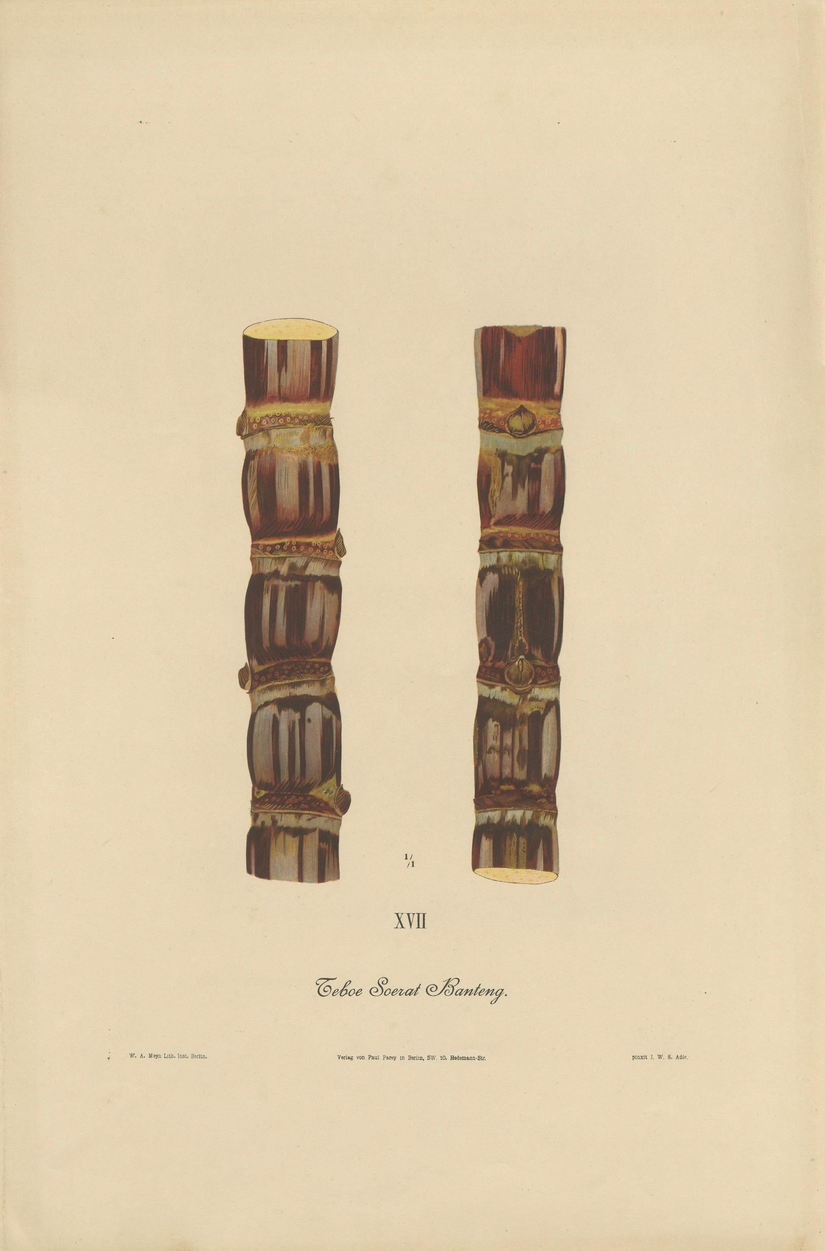 Antique Sugarcane Chromolithograph, Teboe Soerat Banteng, Java 1892