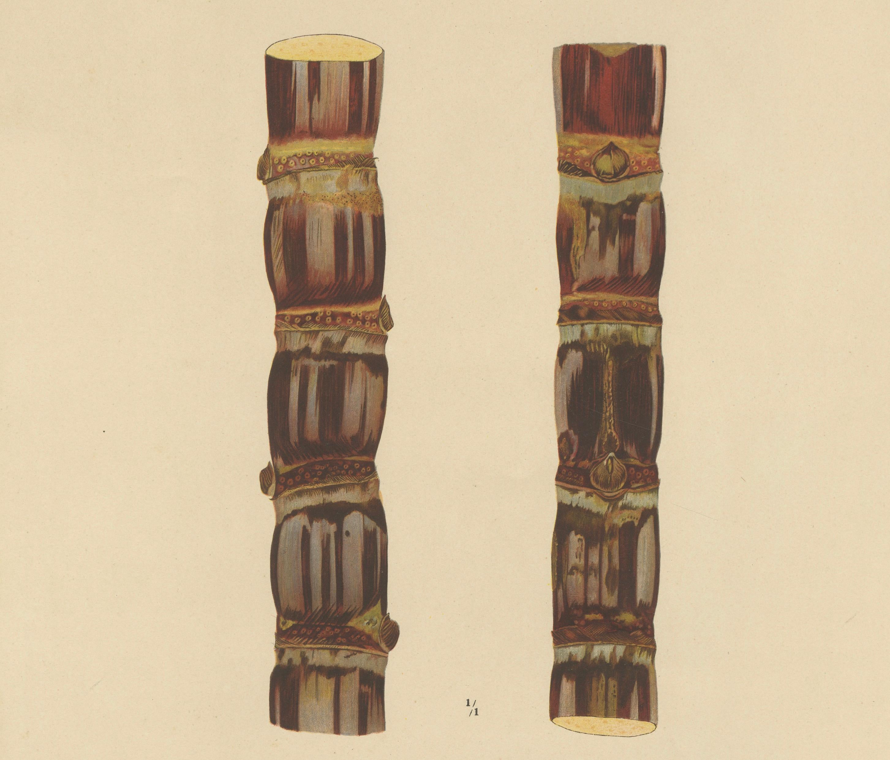 Antique Sugarcane Chromolithograph, Teboe Soerat Banteng, Java 1892