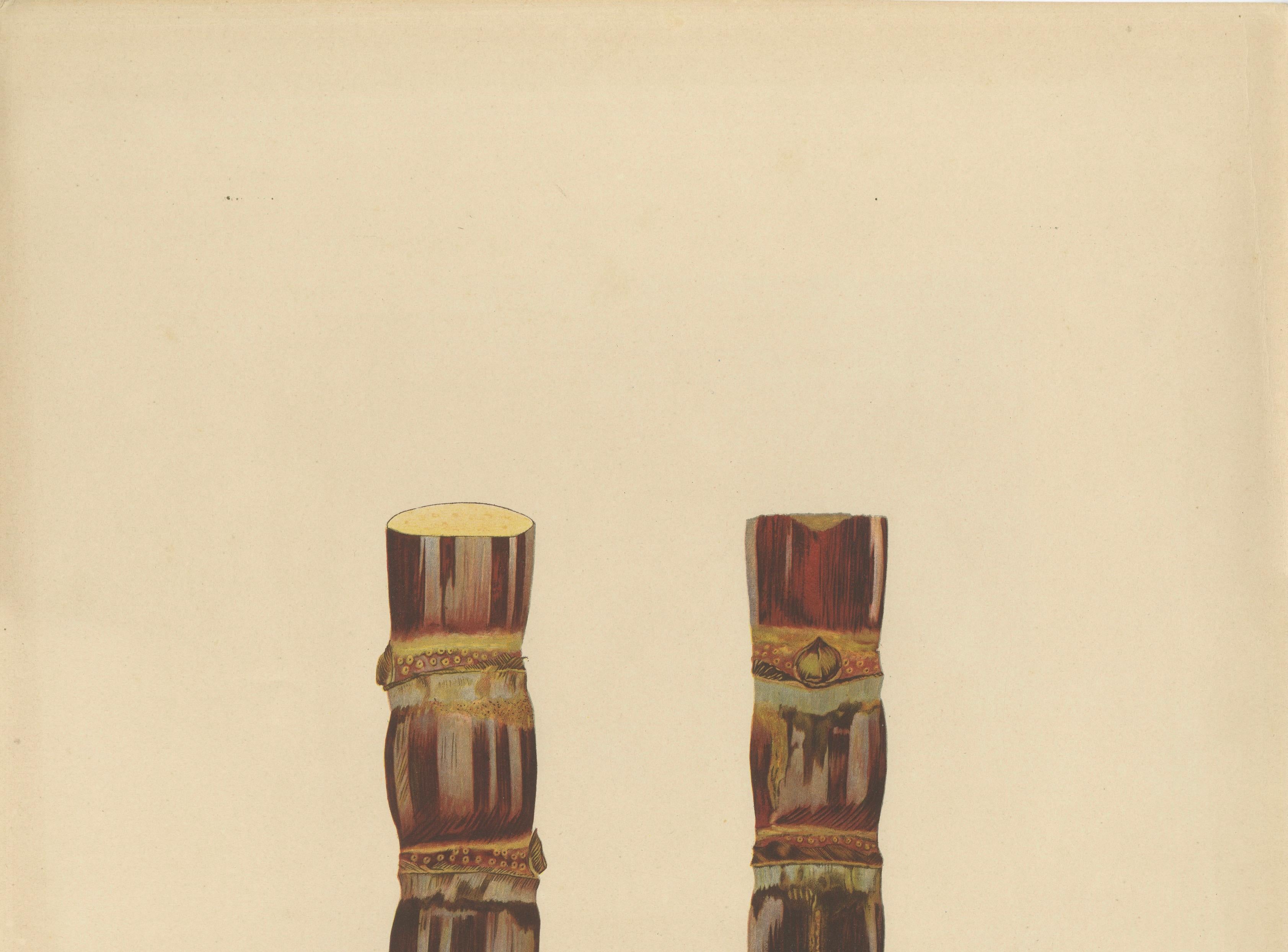 Antique Sugarcane Chromolithograph, Teboe Soerat Banteng, Java 1892