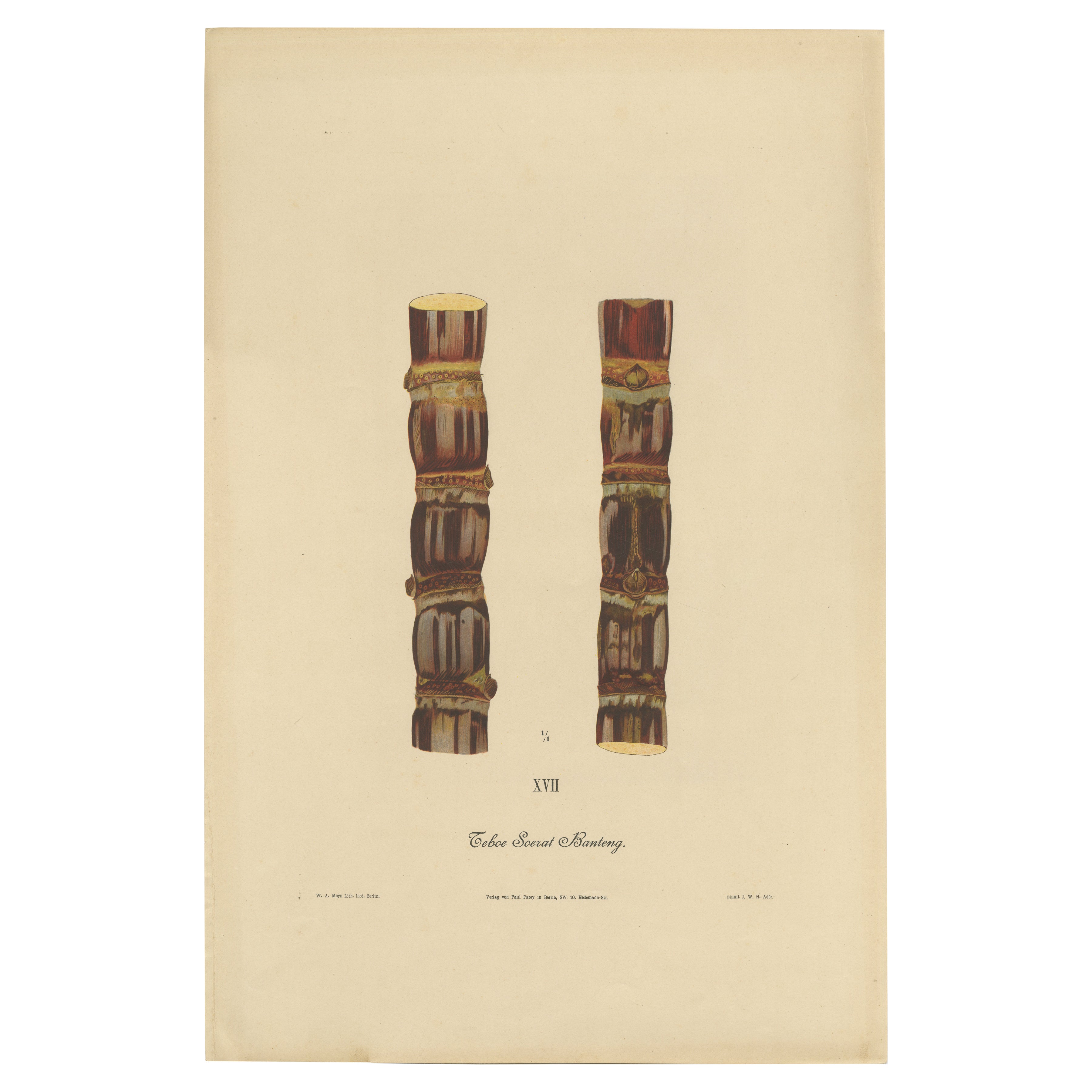 Antique Sugarcane Chromolithograph, Teboe Soerat Banteng, Java 1892 For Sale