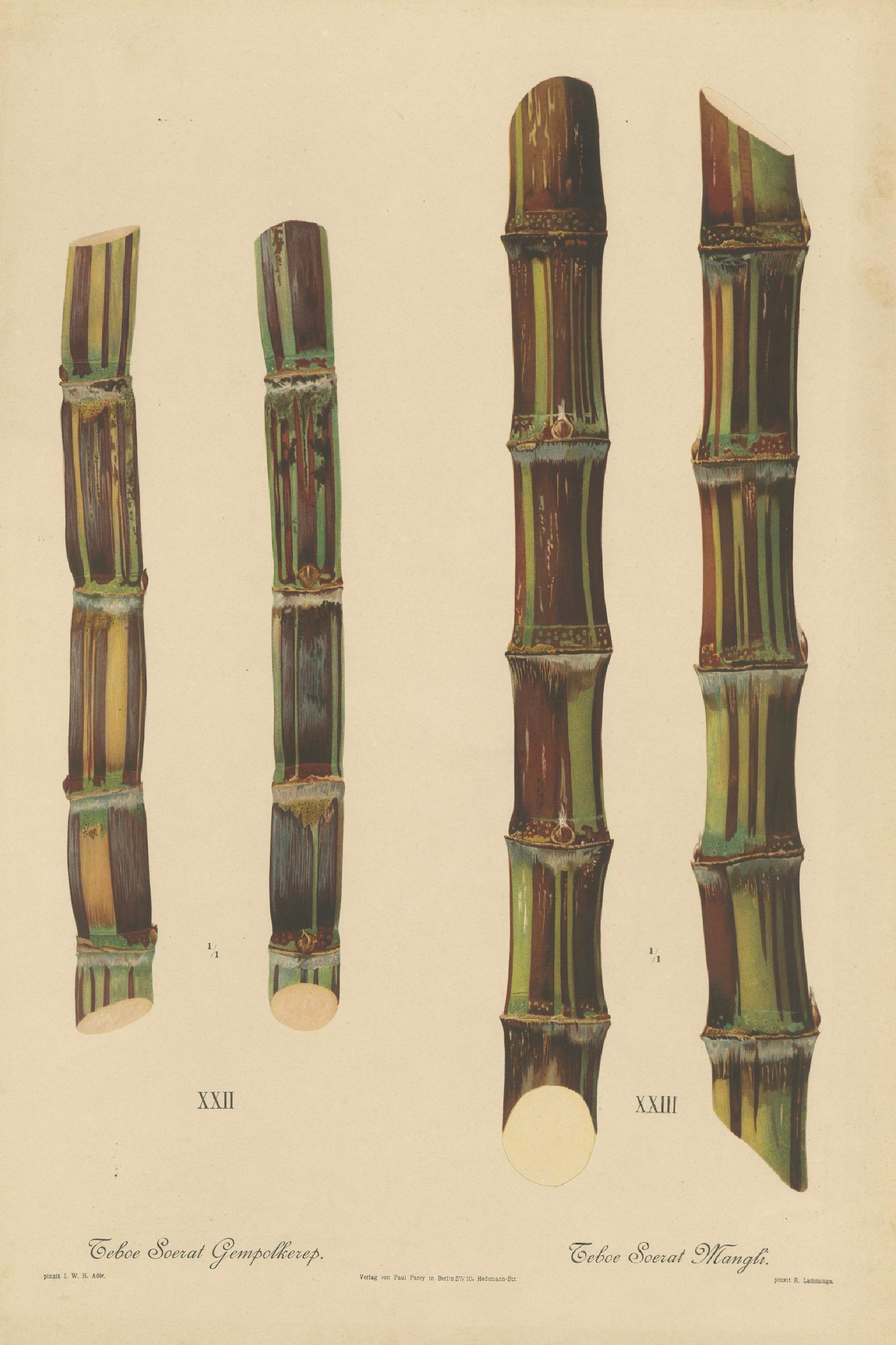 Antique Sugarcane Chromolithograph, Teboe Soerat Gempolkerap and Mangli, 1892