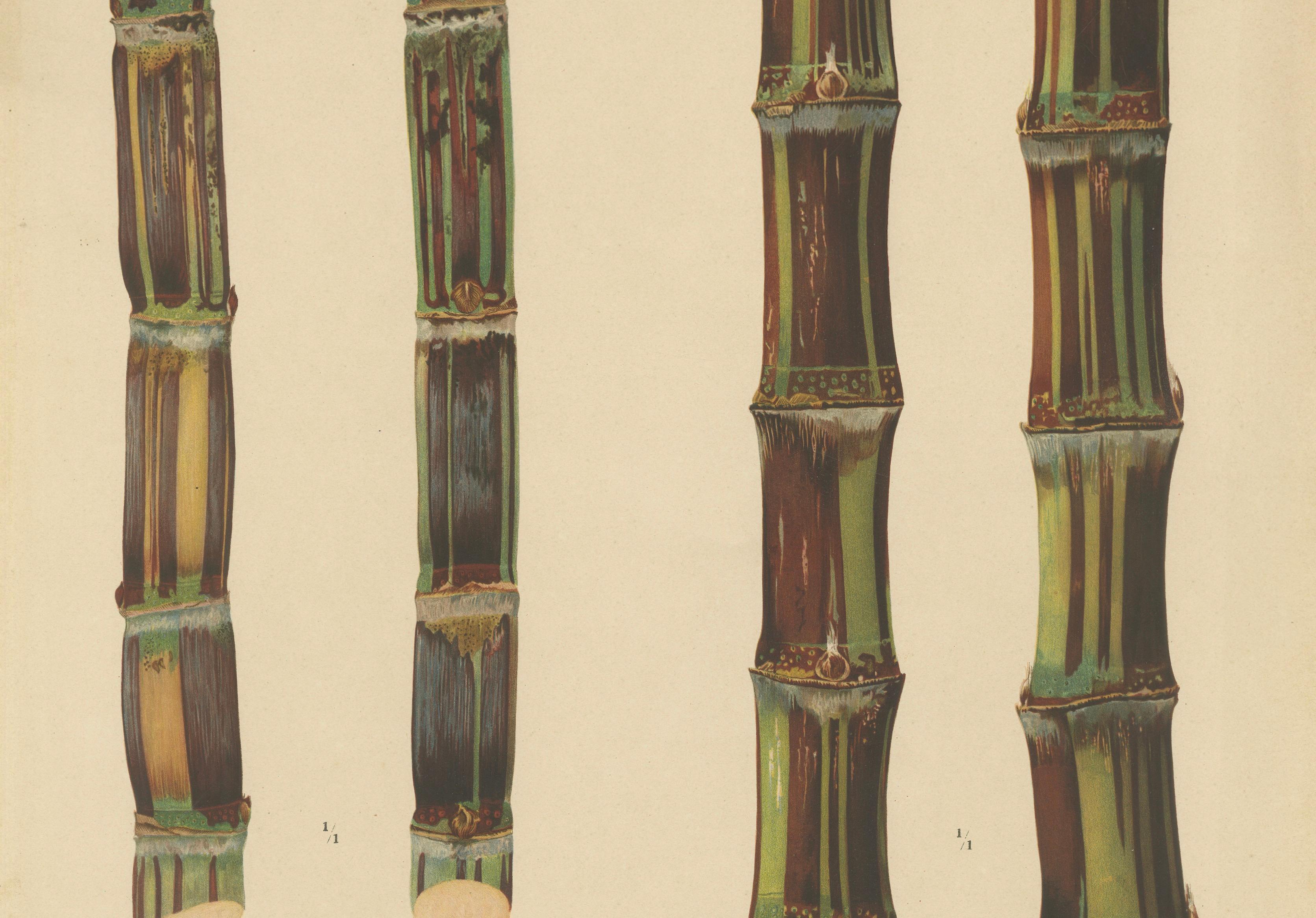 Antique Sugarcane Chromolithograph, Teboe Soerat Gempolkerap and Mangli, 1892