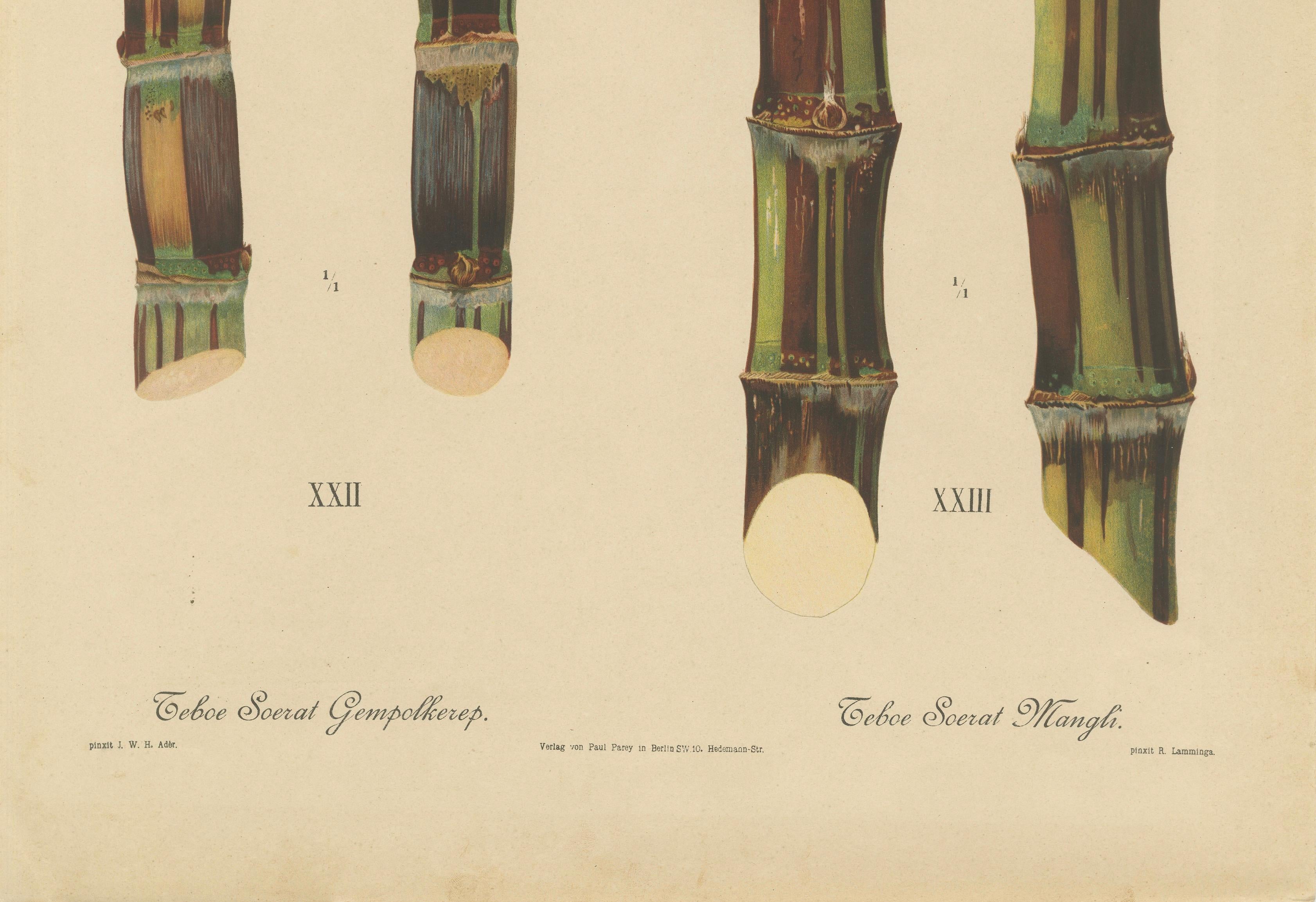 Antique Sugarcane Chromolithograph, Teboe Soerat Gempolkerap and Mangli, 1892