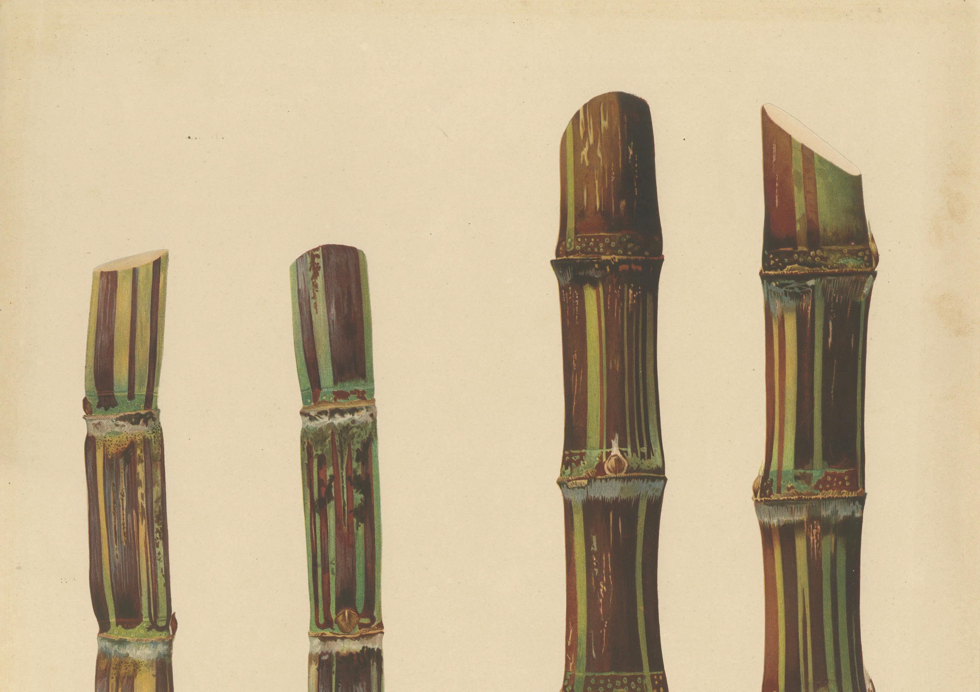 Antique Sugarcane Chromolithograph, Teboe Soerat Gempolkerap and Mangli, 1892