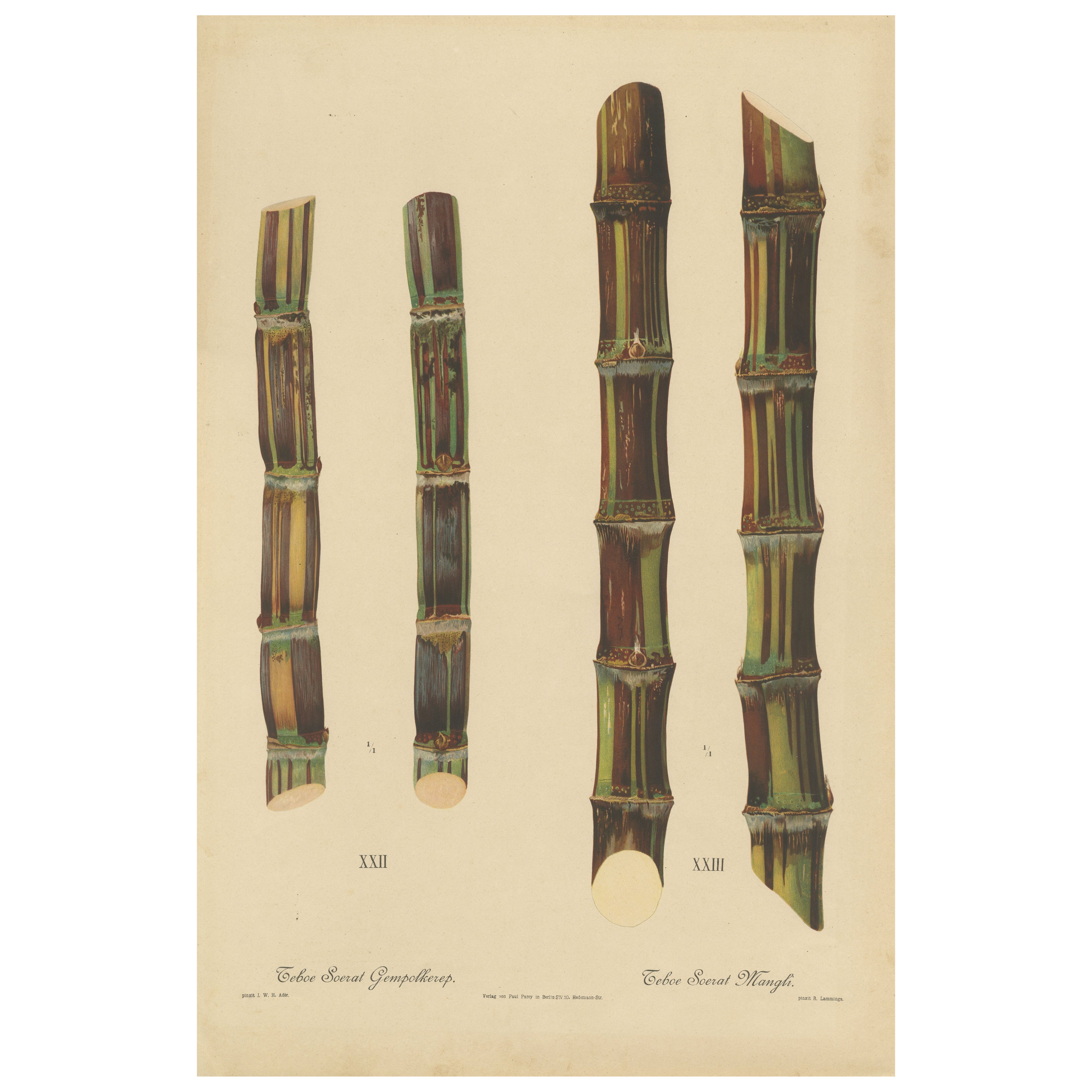 Antique Sugarcane Chromolithograph, Teboe Soerat Gempolkerap and Mangli, 1892