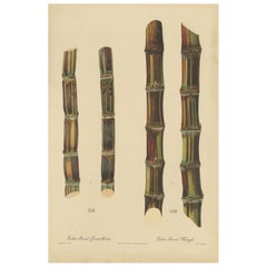 Antique Sugarcane Chromolithograph, Teboe Soerat Gempolkerap and Mangli, 1892