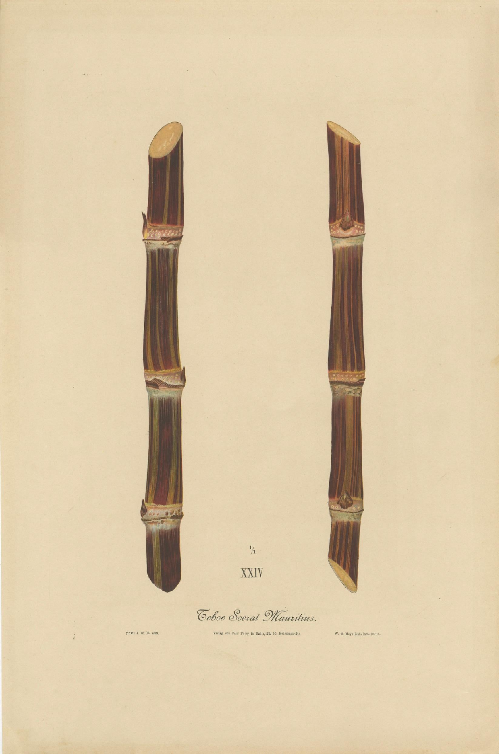 Antique Sugarcane Chromolithograph, Teboe Soerat Mauritius, Java 1892