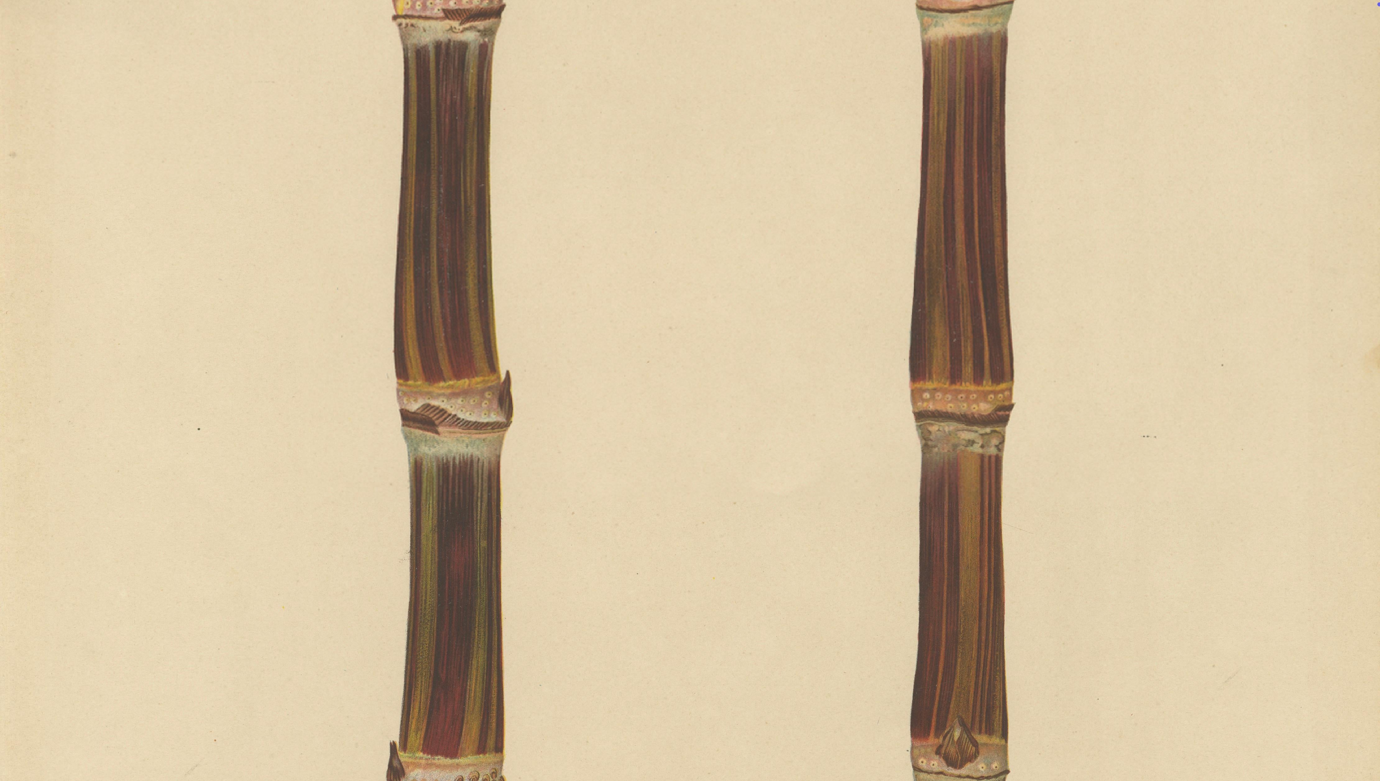 Antique Sugarcane Chromolithograph, Teboe Soerat Mauritius, Java 1892