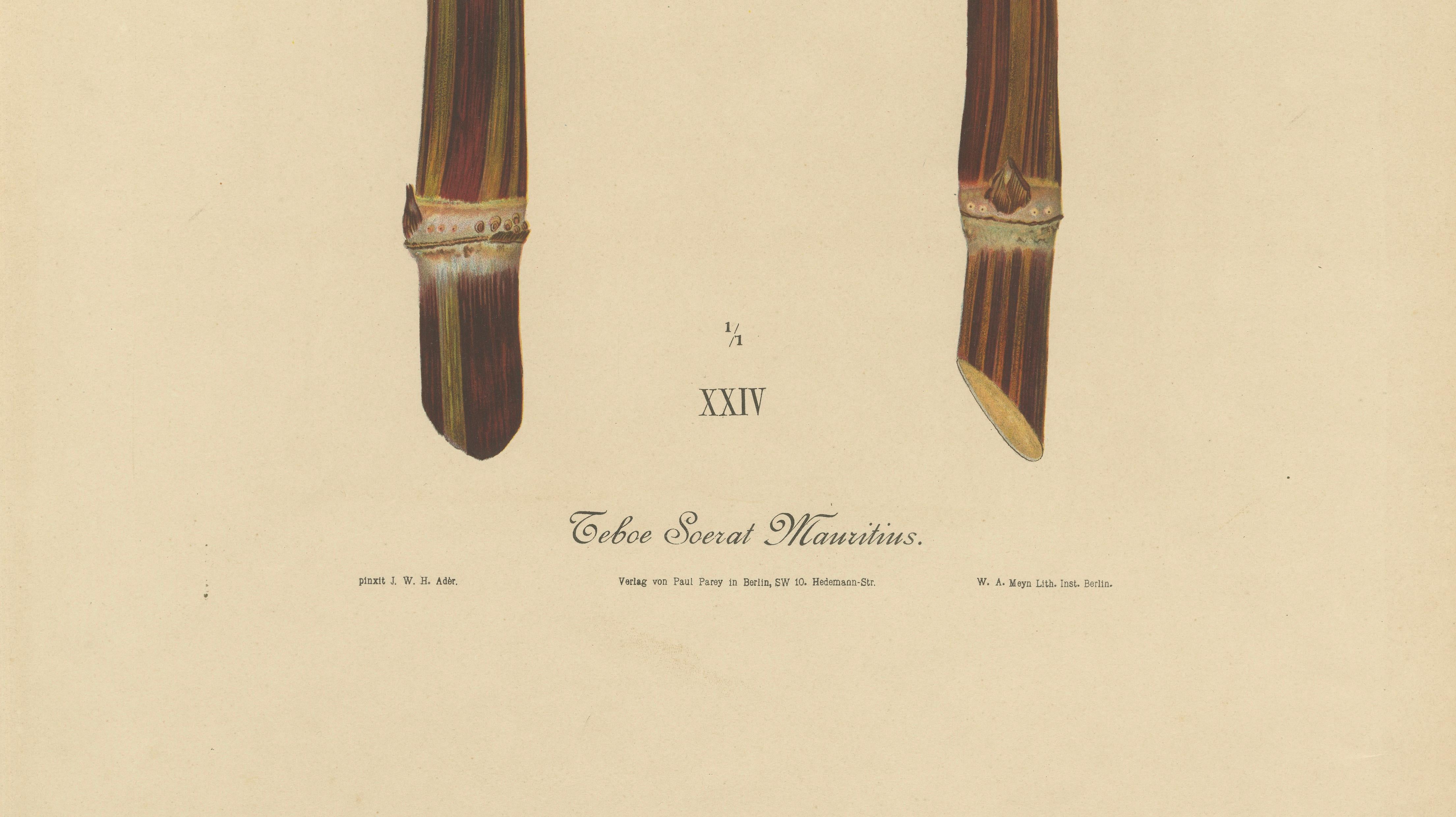 Antique Sugarcane Chromolithograph, Teboe Soerat Mauritius, Java 1892