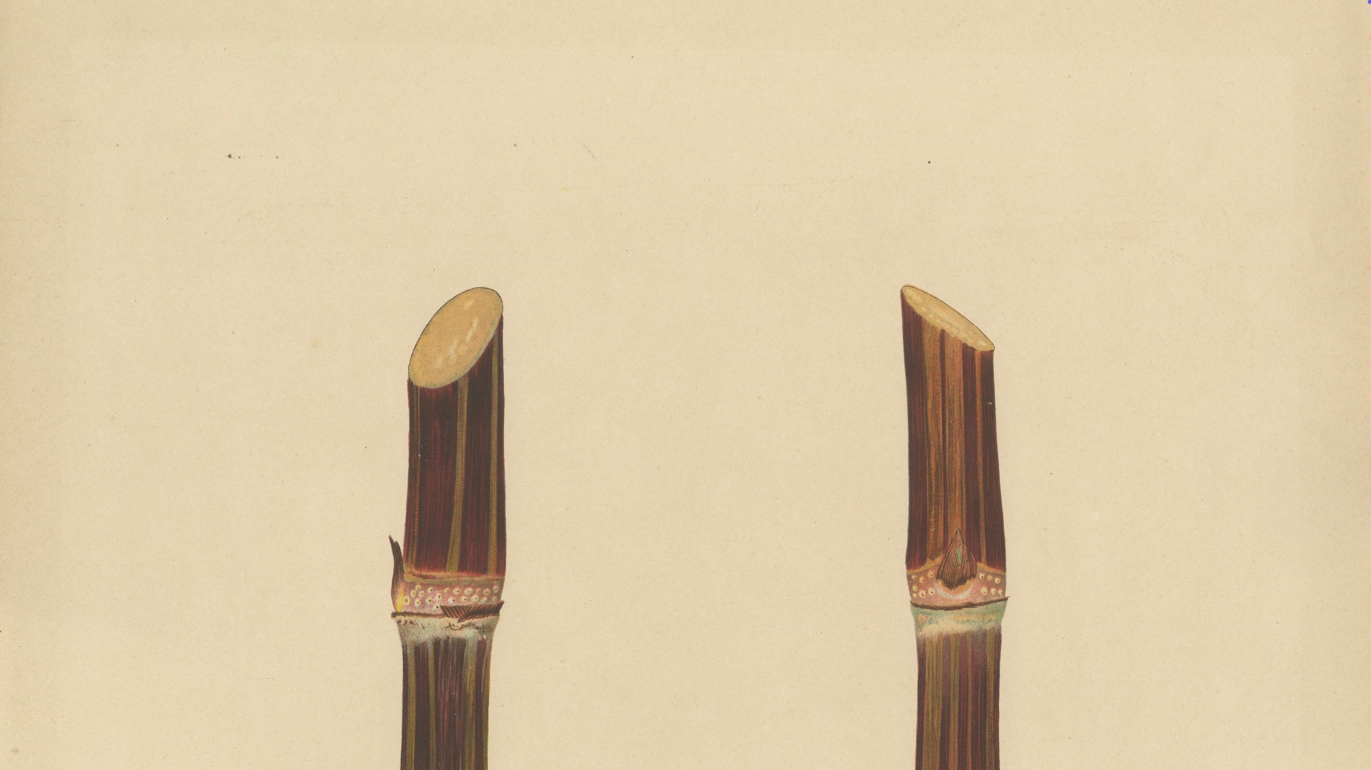 Antique Sugarcane Chromolithograph, Teboe Soerat Mauritius, Java 1892