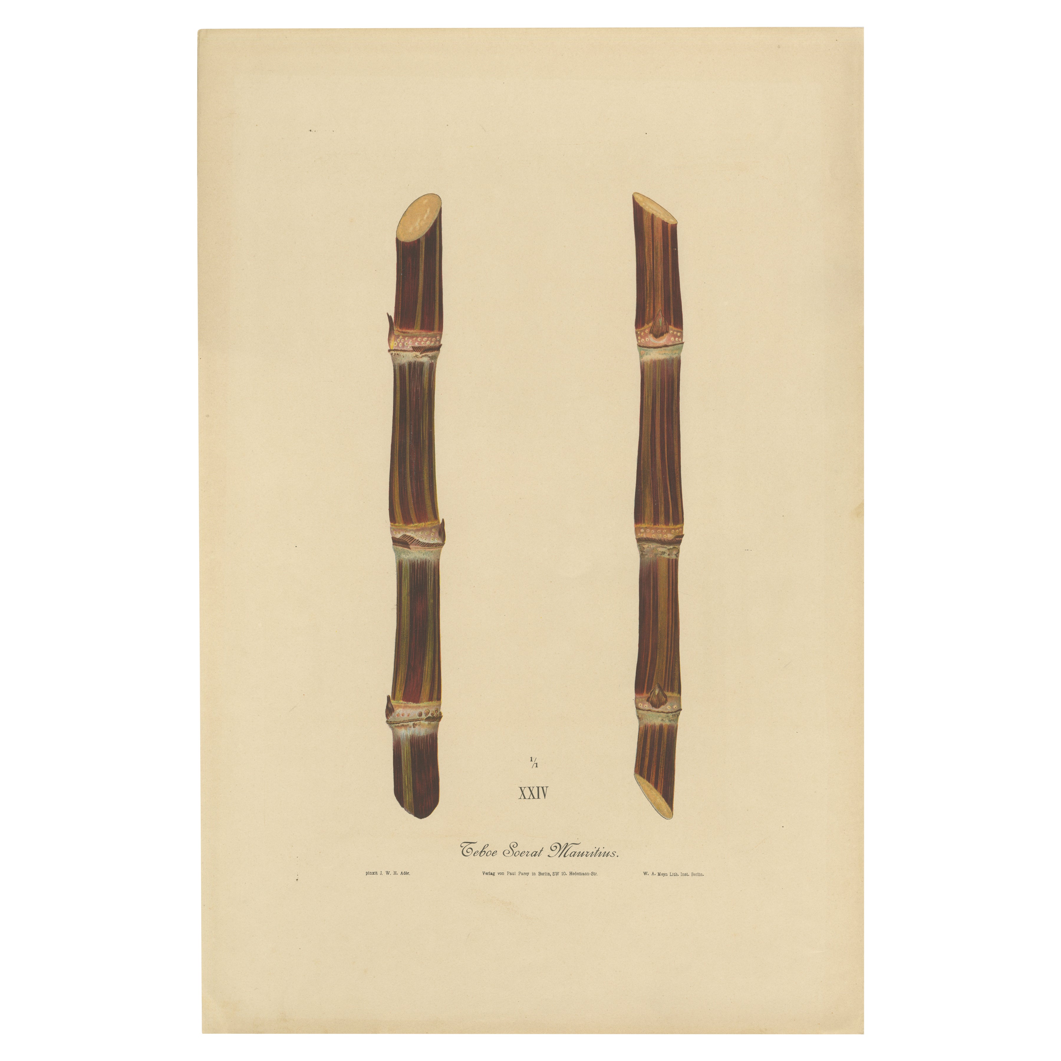 Antique Sugarcane Chromolithograph, Teboe Soerat Mauritius, Java 1892