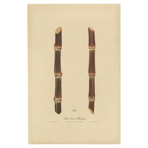 Antique Sugarcane Chromolithograph, Teboe Soerat Mauritius, Java 1892