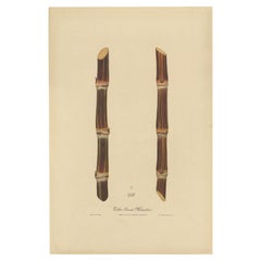 Antique Sugarcane Chromolithograph, Teboe Soerat Mauritius, Java 1892