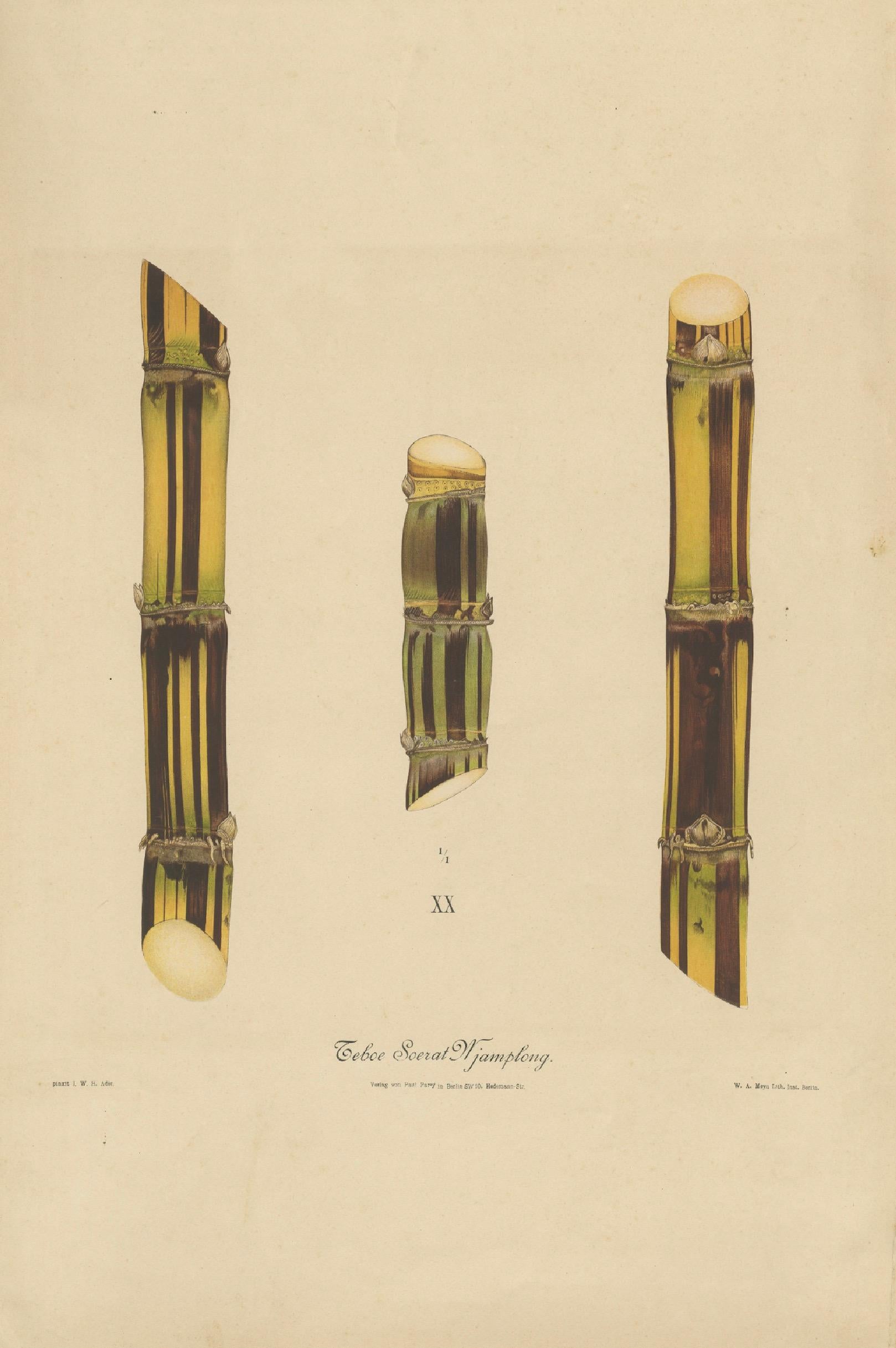 Antique Sugarcane Chromolithograph, Teboe Soerat Njaplong, Java 1892