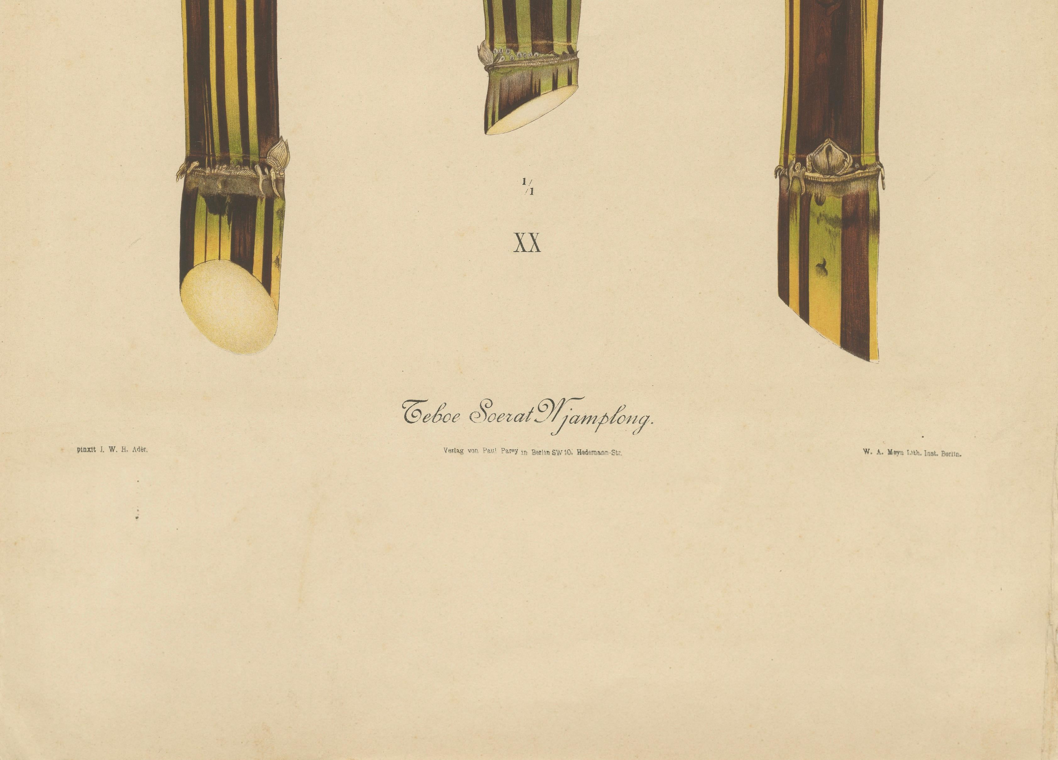 Antique Sugarcane Chromolithograph, Teboe Soerat Njaplong, Java 1892