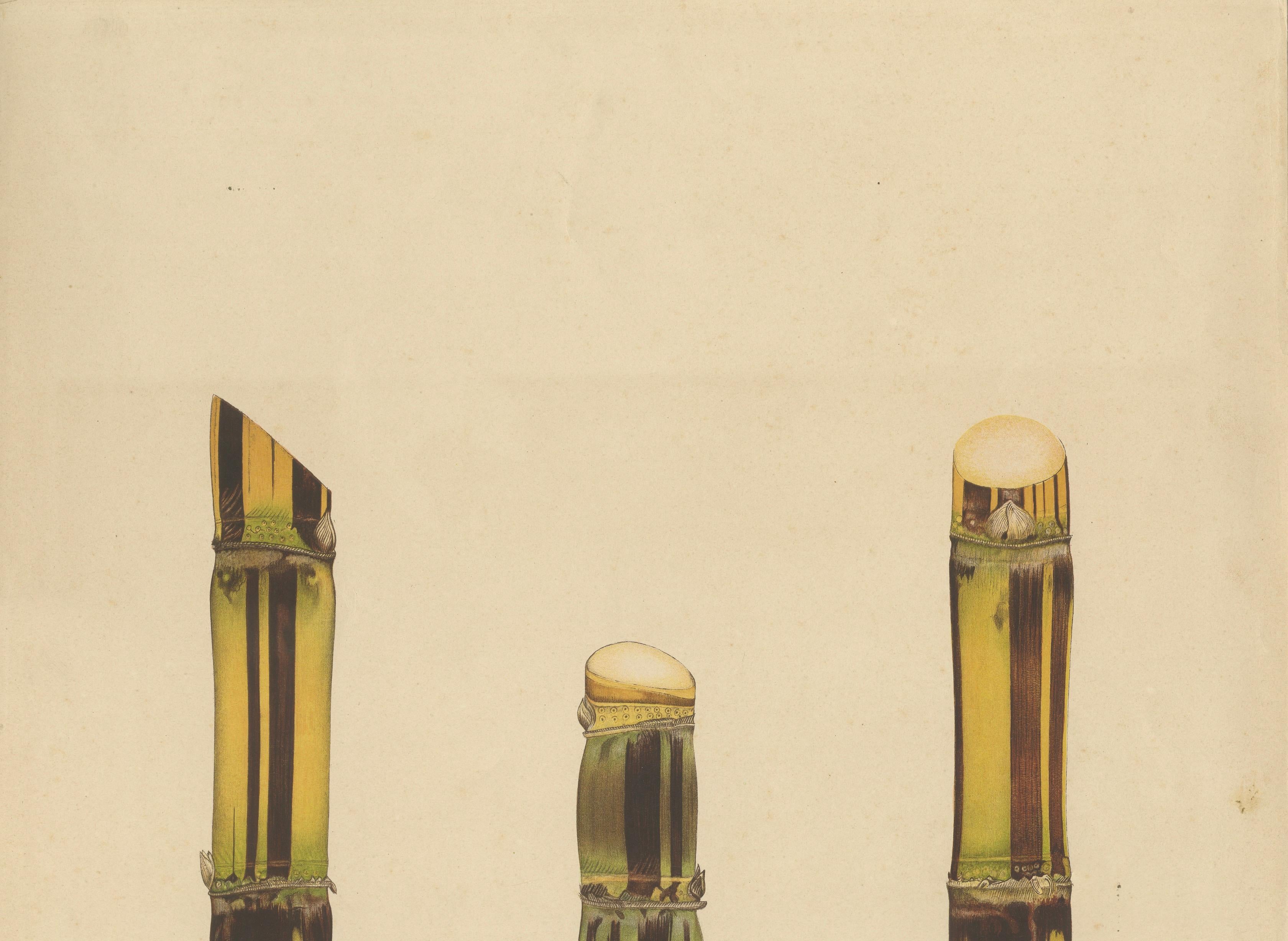 Antique Sugarcane Chromolithograph, Teboe Soerat Njaplong, Java 1892