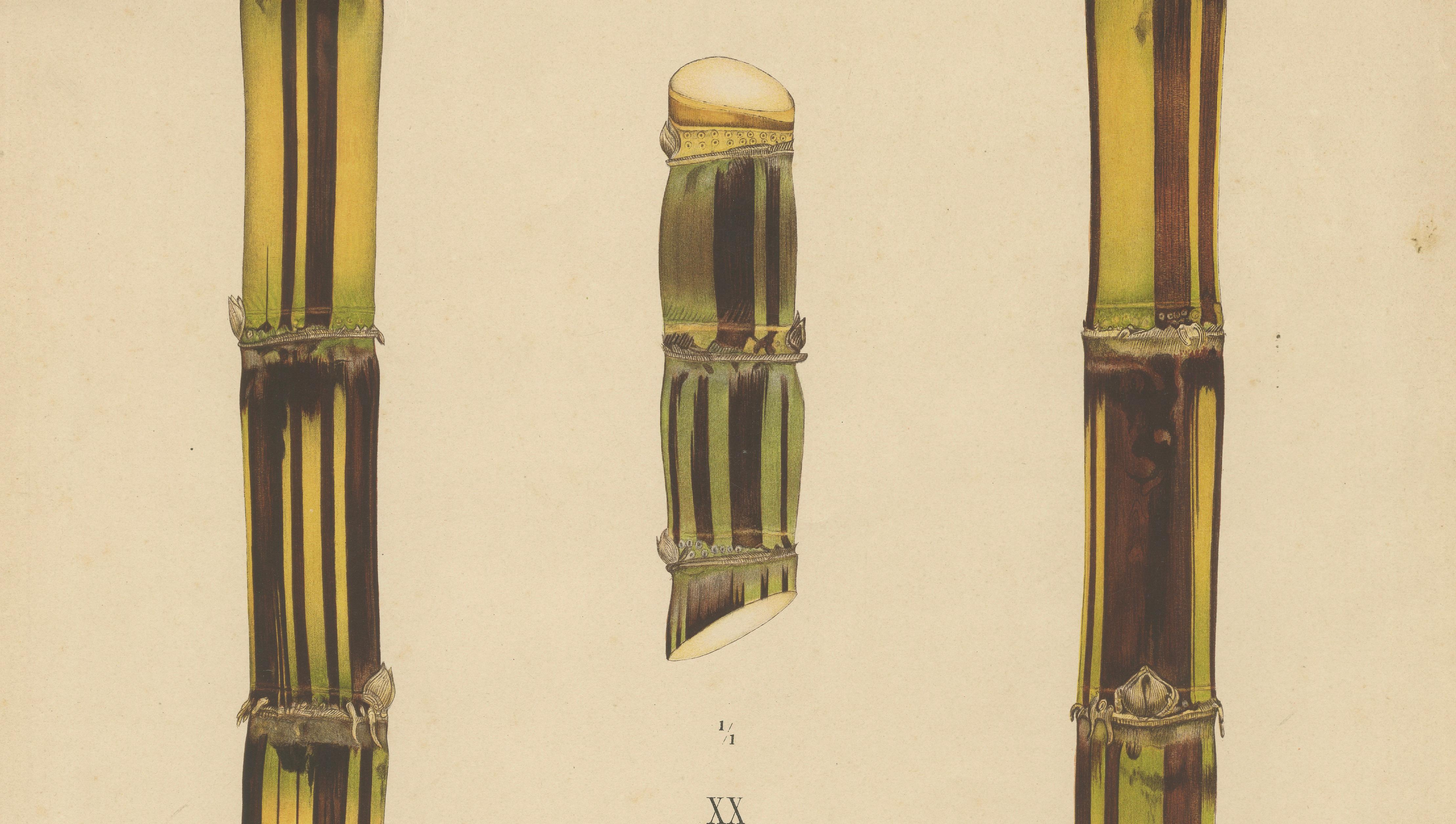 Antique Sugarcane Chromolithograph, Teboe Soerat Njaplong, Java 1892