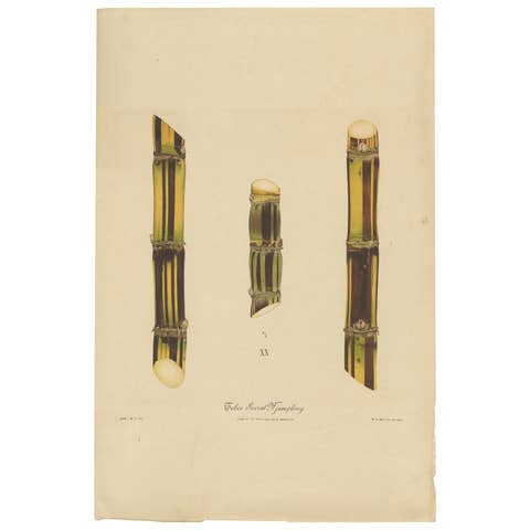 Antique Sugarcane Chromolithograph, Teboe Soerat Njaplong, Java 1892
