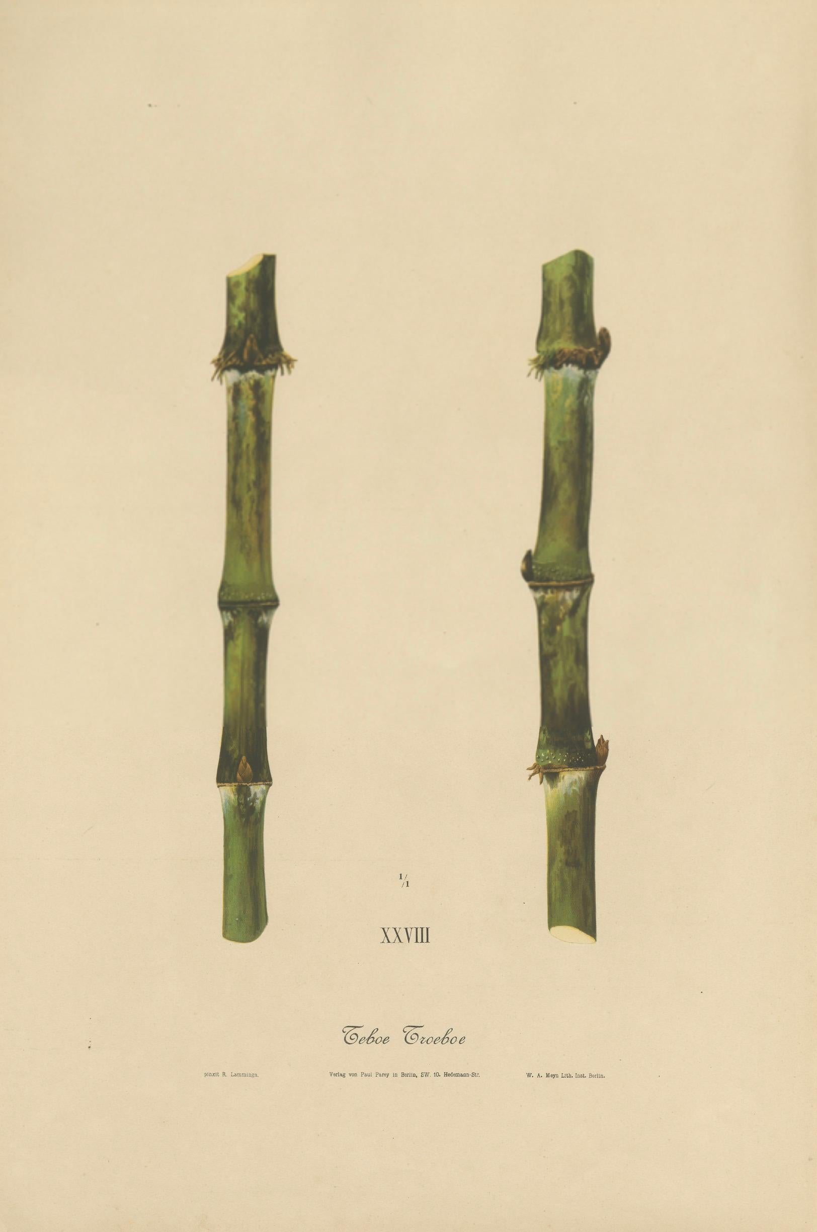 Antique Sugarcane Chromolithograph, Teboe Troeboe, Java 1892