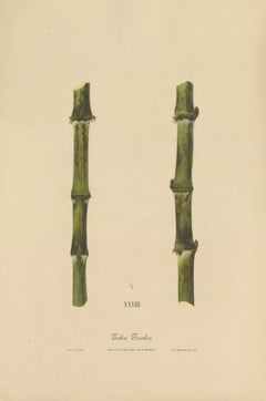 Antique Sugarcane Chromolithograph, Teboe Troeboe, Java 1892