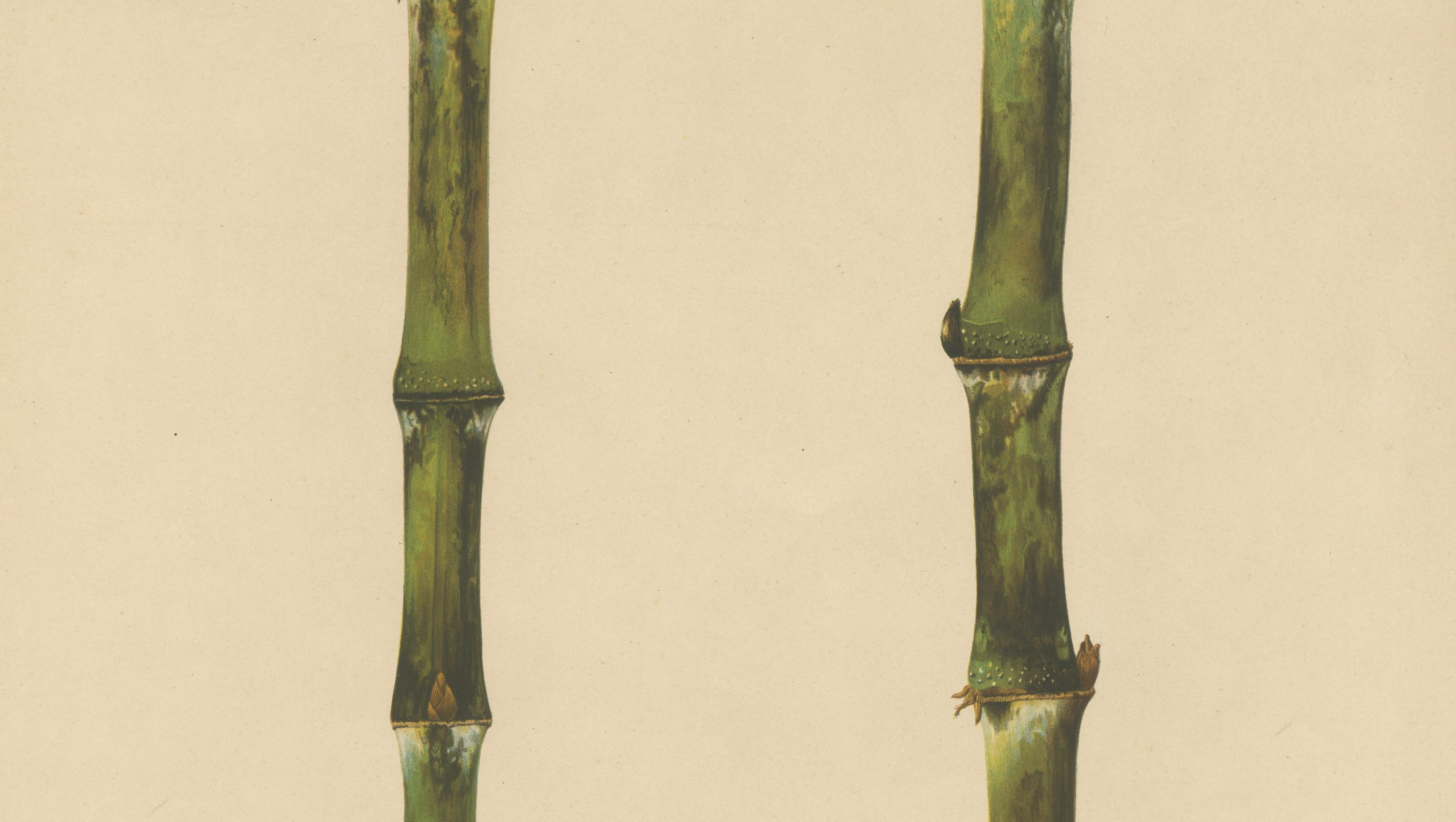 Antique Sugarcane Chromolithograph, Teboe Troeboe, Java 1892