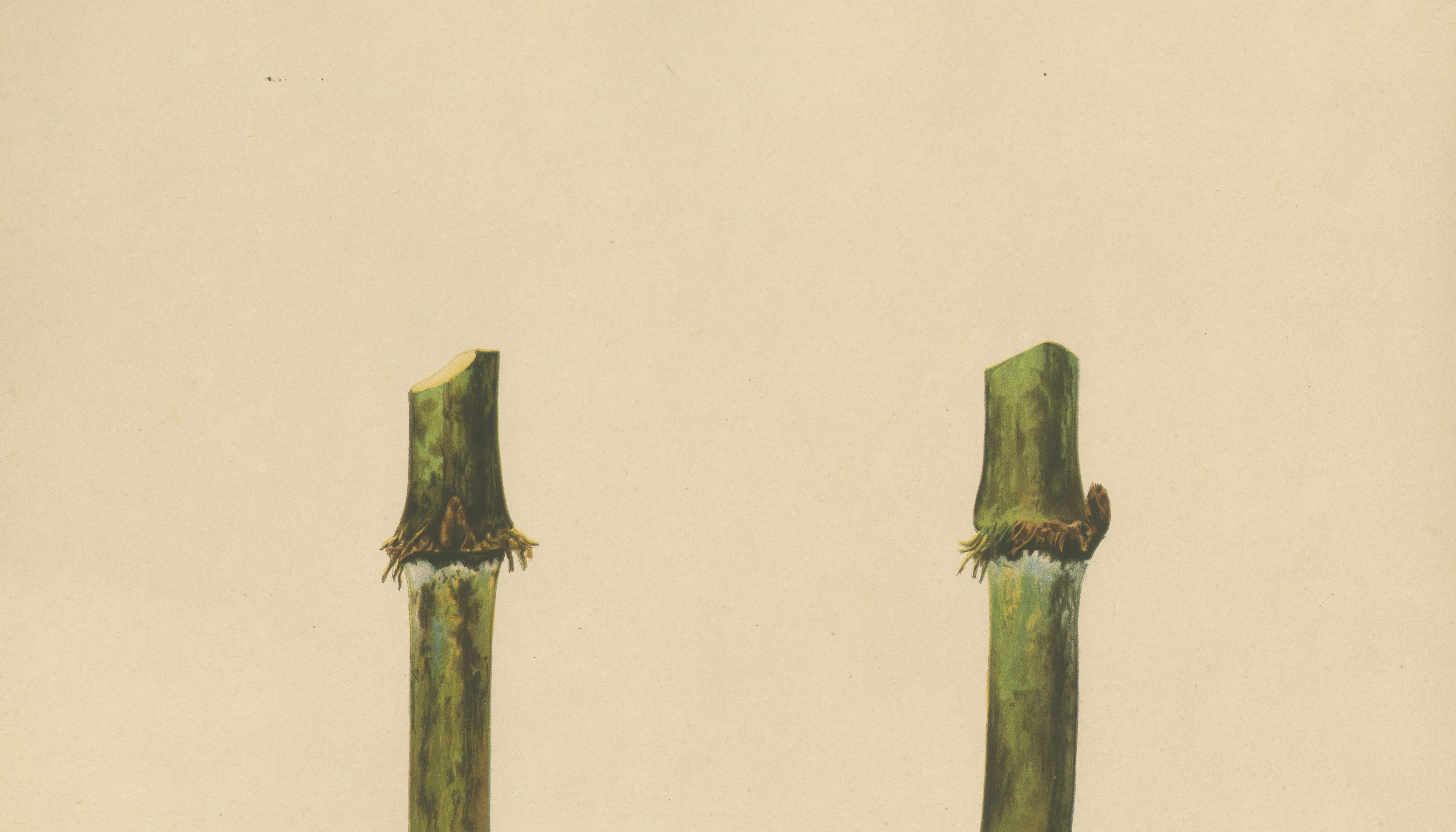 Antique Sugarcane Chromolithograph, Teboe Troeboe, Java 1892