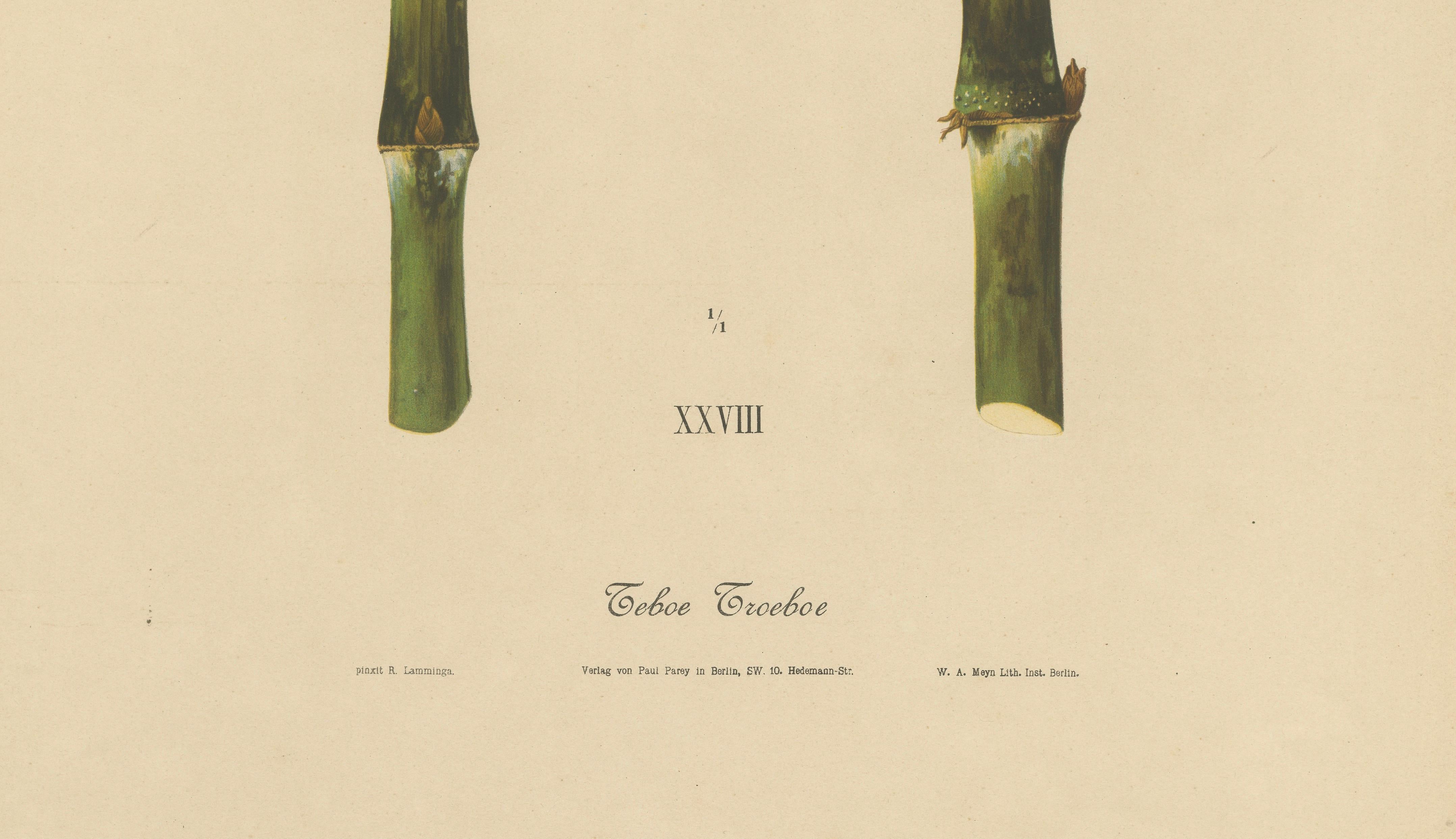 Antique Sugarcane Chromolithograph, Teboe Troeboe, Java 1892