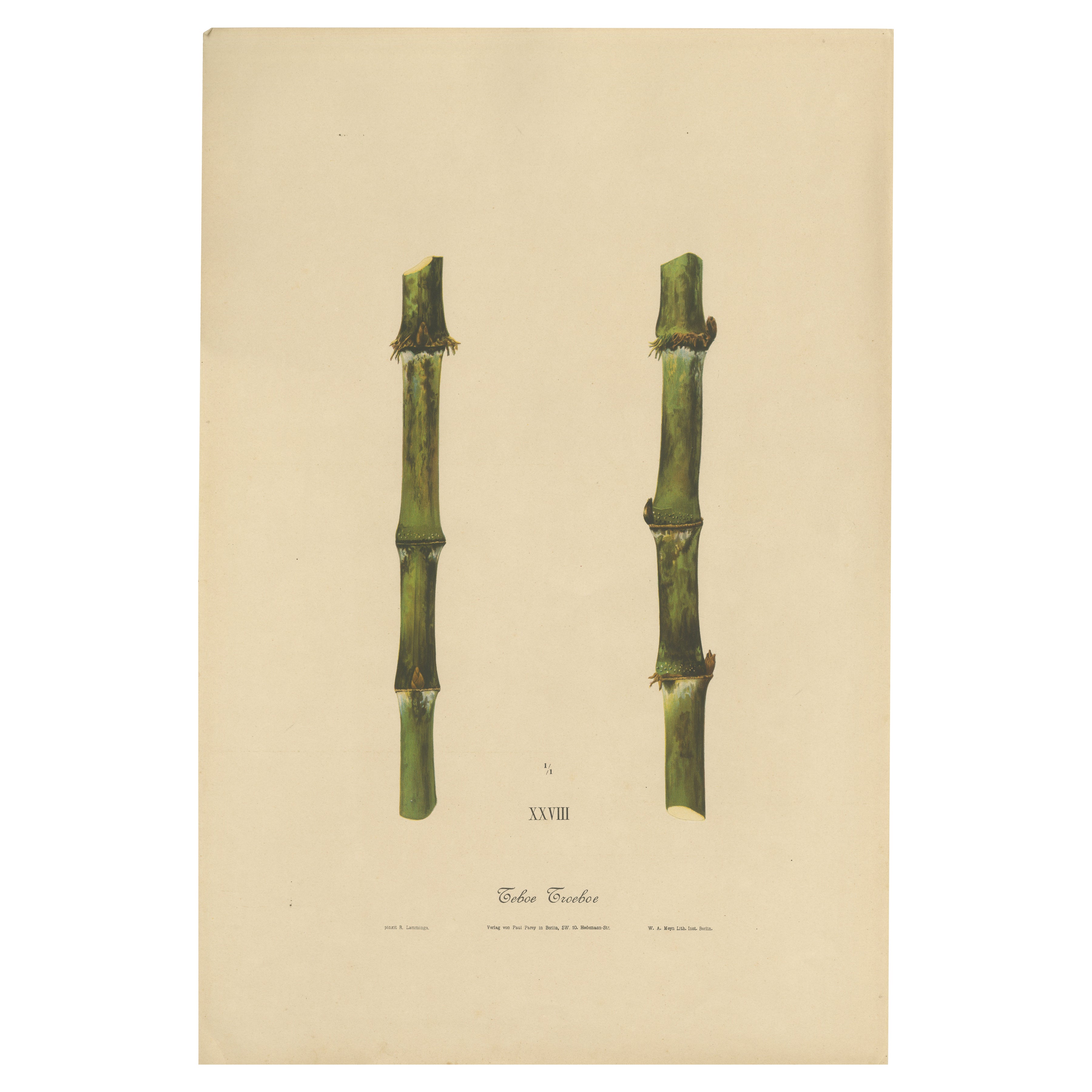 Antique Sugarcane Chromolithograph, Teboe Troeboe, Java 1892