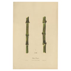 Antique Sugarcane Chromolithograph, Teboe Troeboe, Java 1892