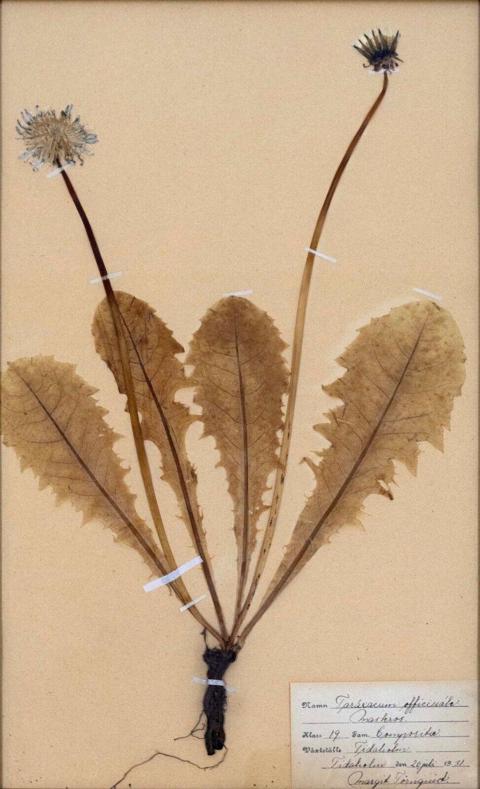 An antique Swedish pressed plant botanical specimen known as a “Herbarium.” Vintage Scandinavian art. Dated 1931. A lovely curiosity showcasing the artistry found within nature. From a private collection. Dimensions: 17”h x 10.5”w x .75”d (framed).
