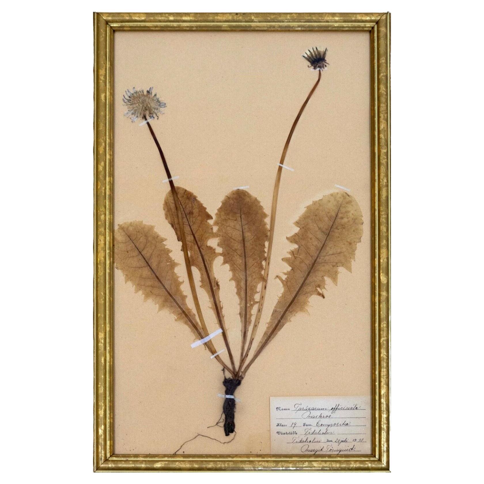 Antique Swedish Herbarium Pressed Plant Botanical Specimen Scandinavian Art
