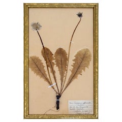 Antikes schwedisches Herbarium gepresstes botanisches Exemplar, skandinavische Kunst