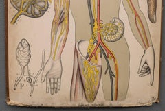 Antique Swedish School, Medicine, Teaching Chart, Poster
